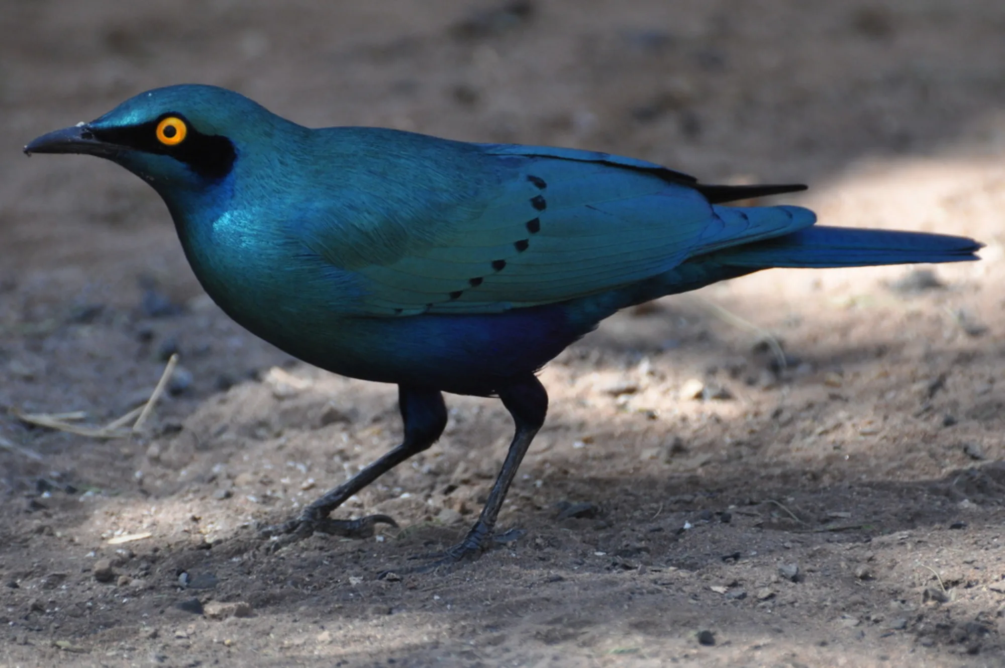 Greater Blue-eared Starling