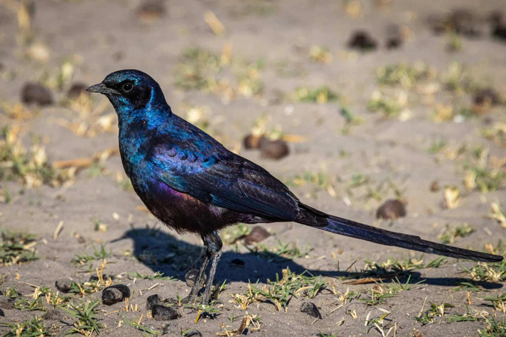 Meves's Starling