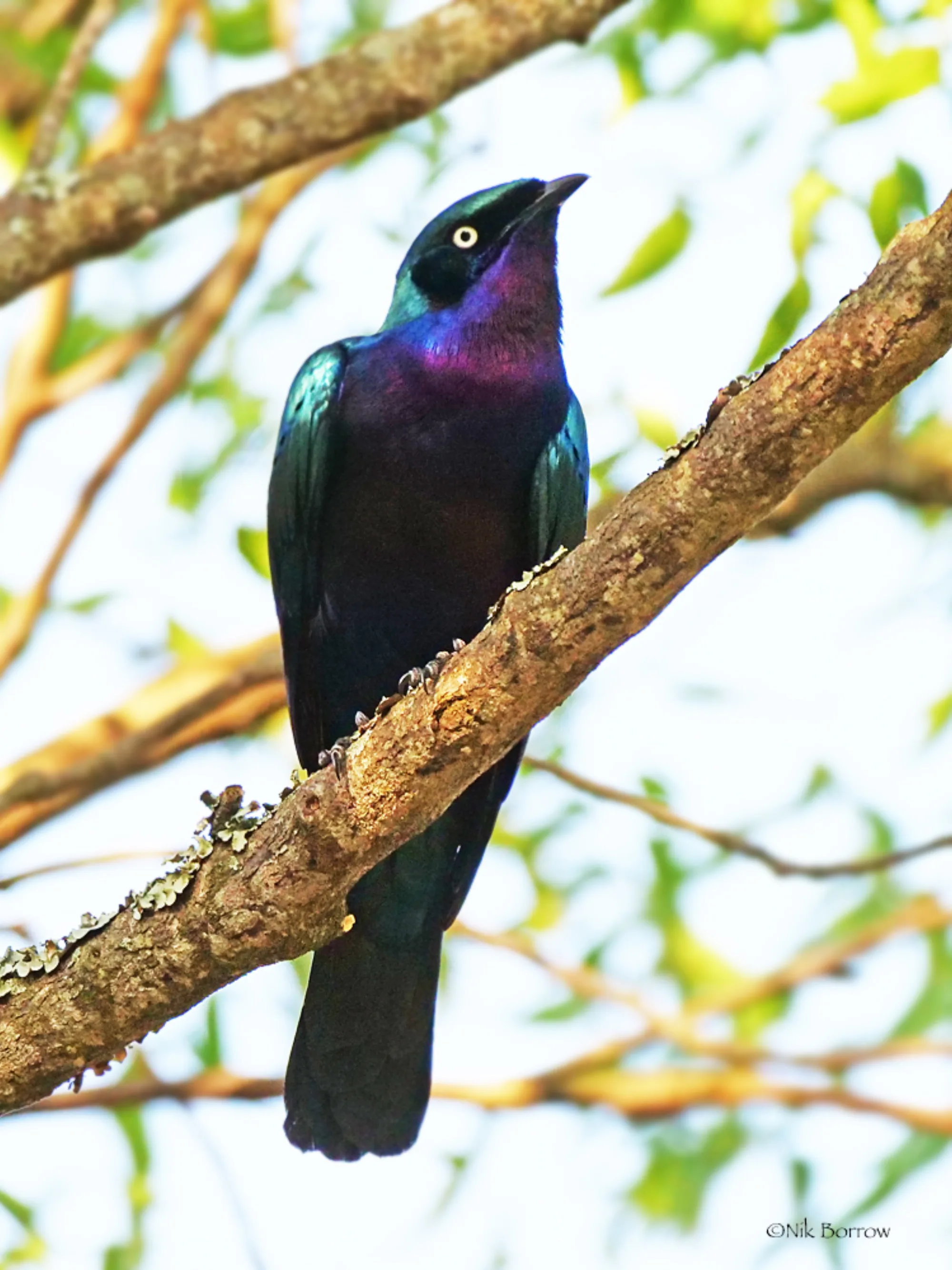 Splendid Starling