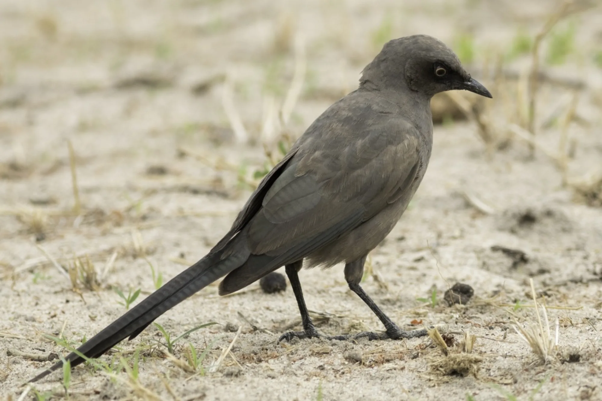 Ashy Starling