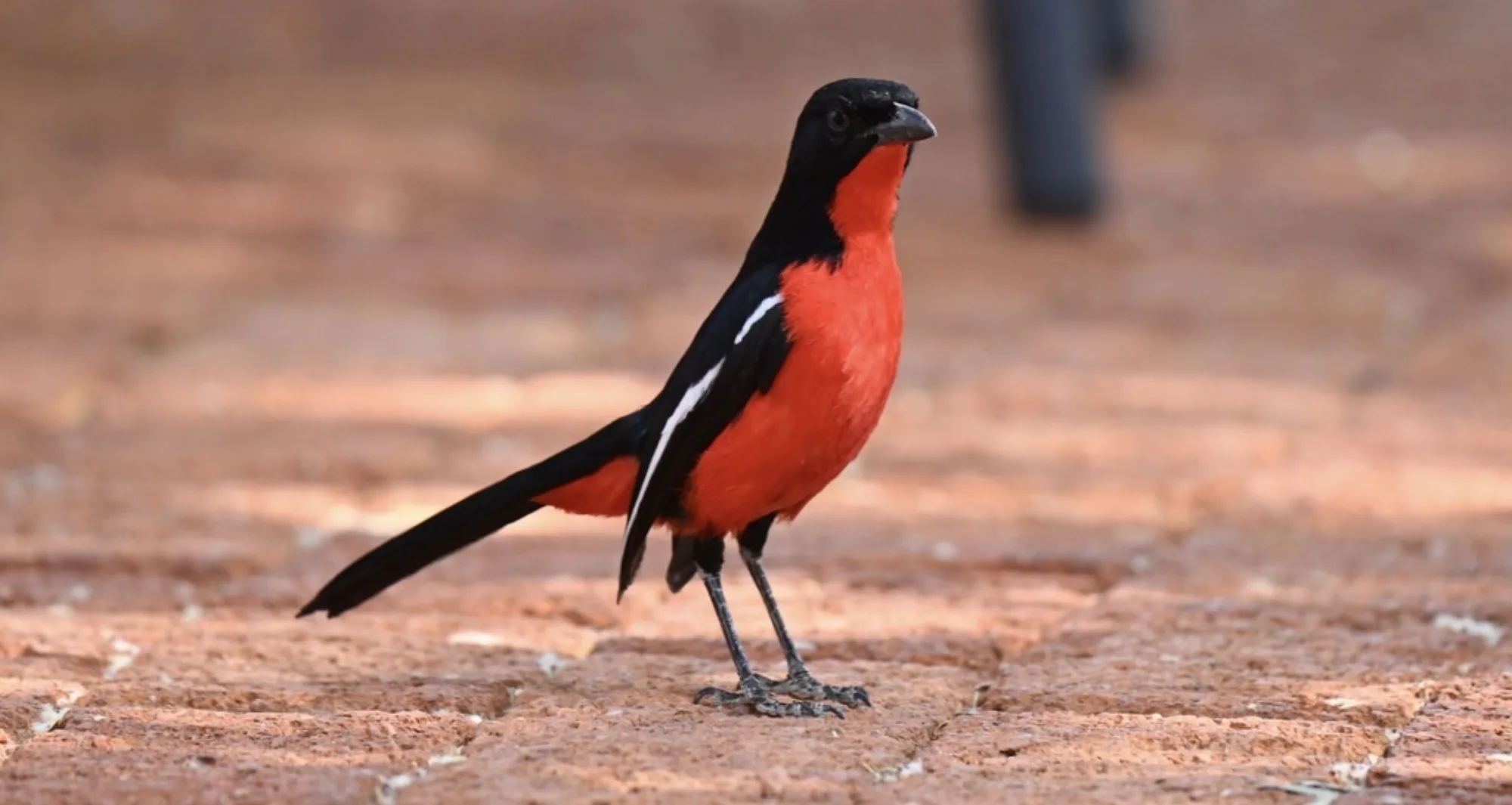 Crimson-breasted Shrike