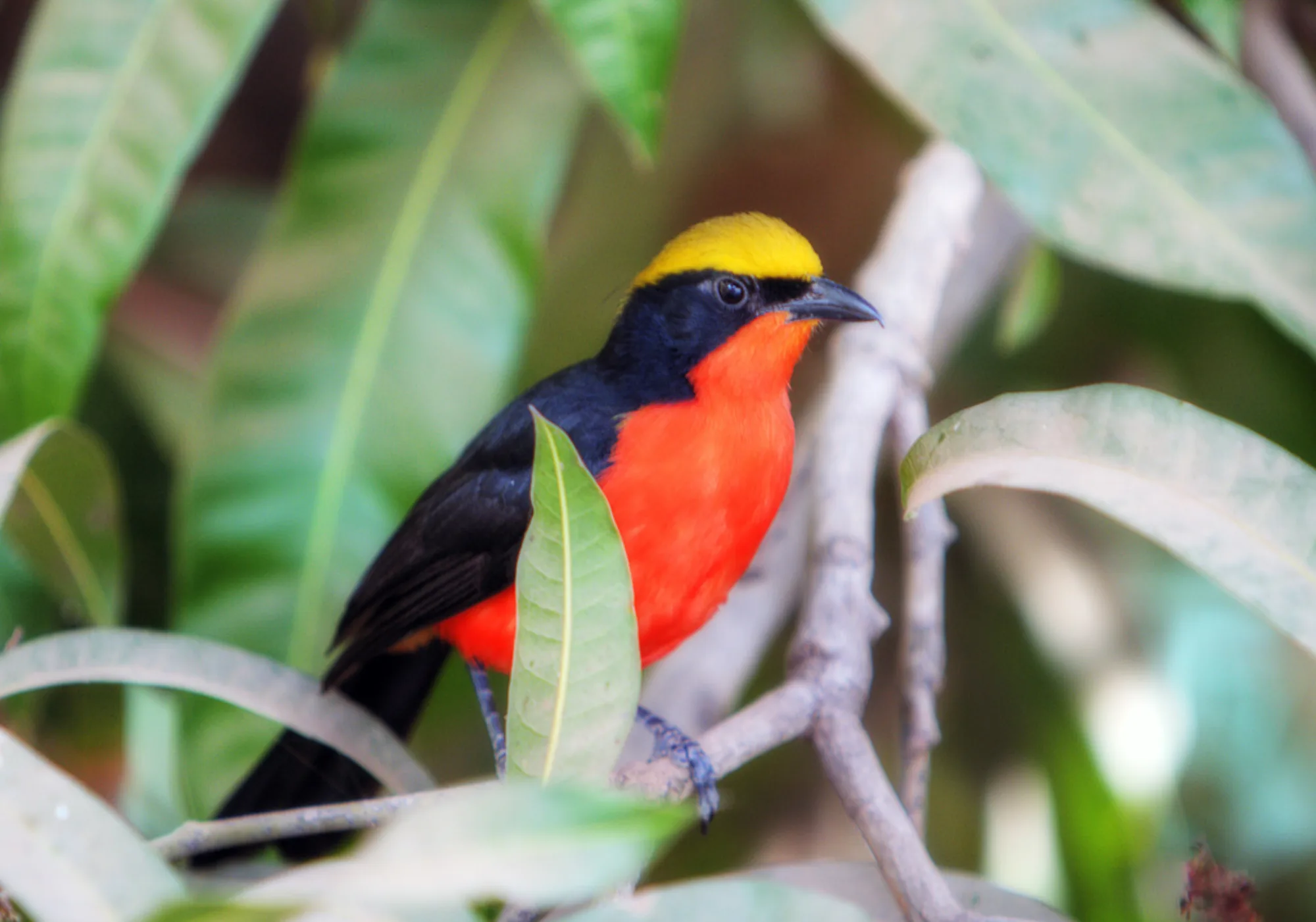 Yellow-crowned Gonolek
