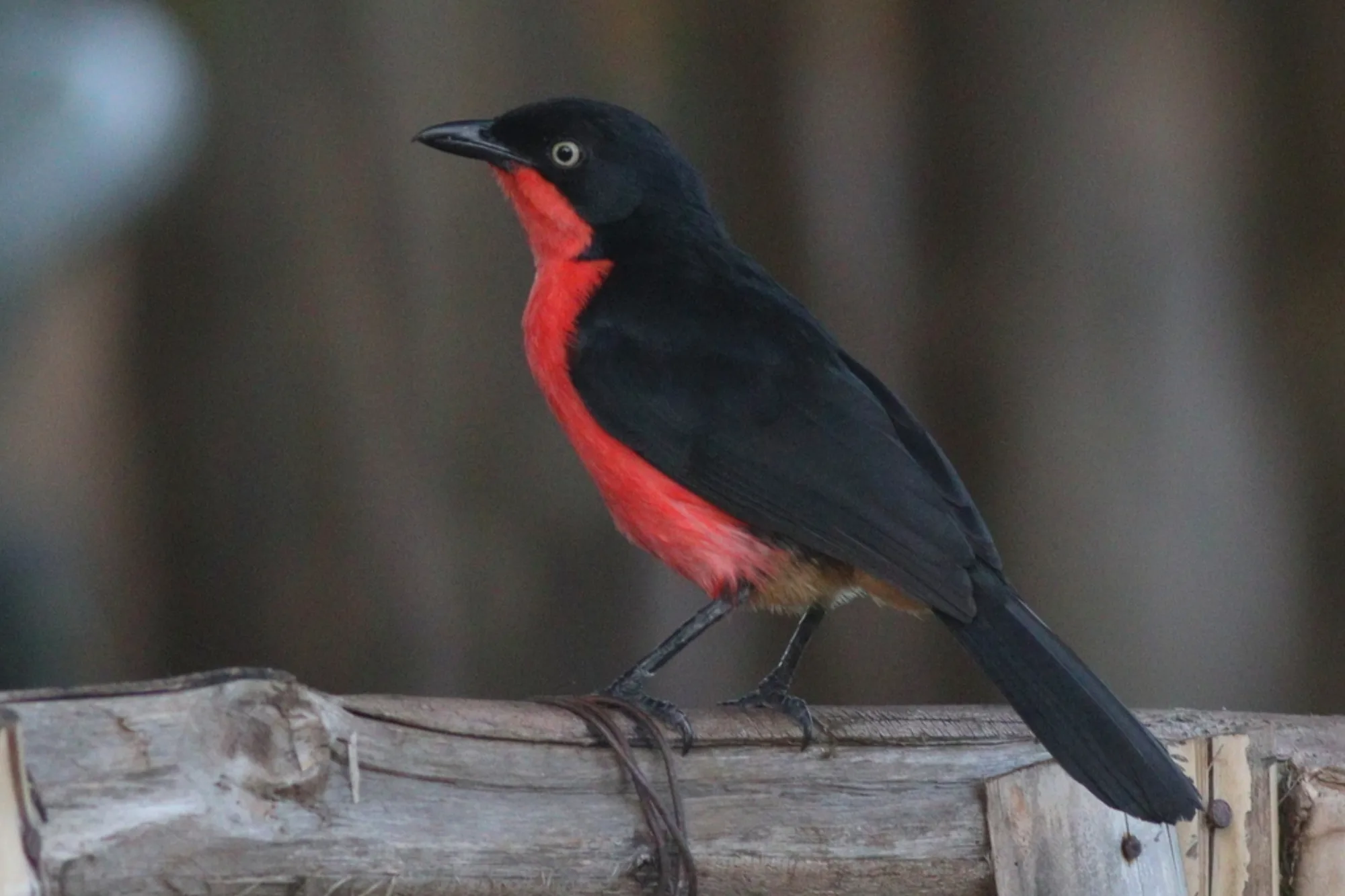 Black-headed Gonolek