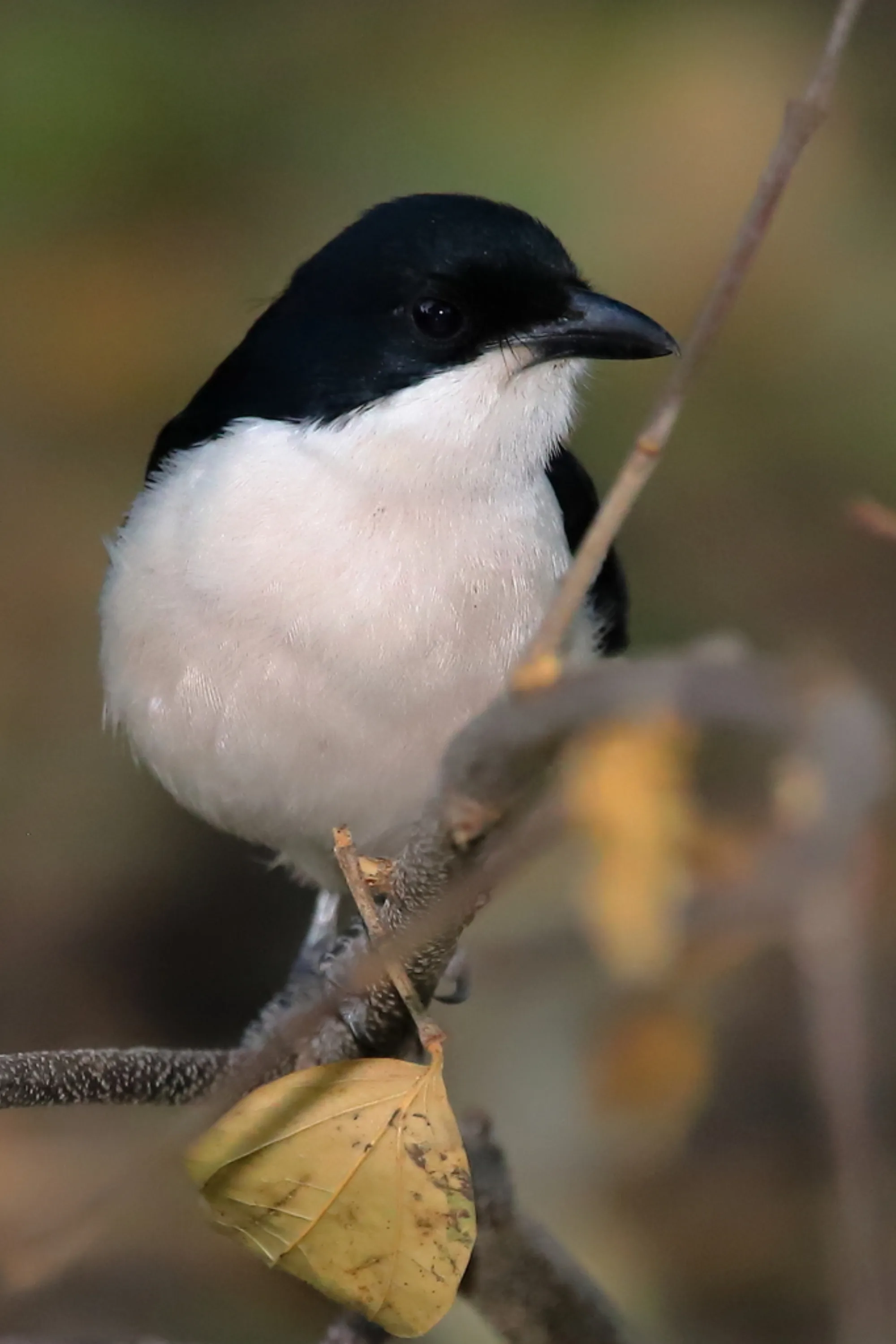 Tropical Boubou