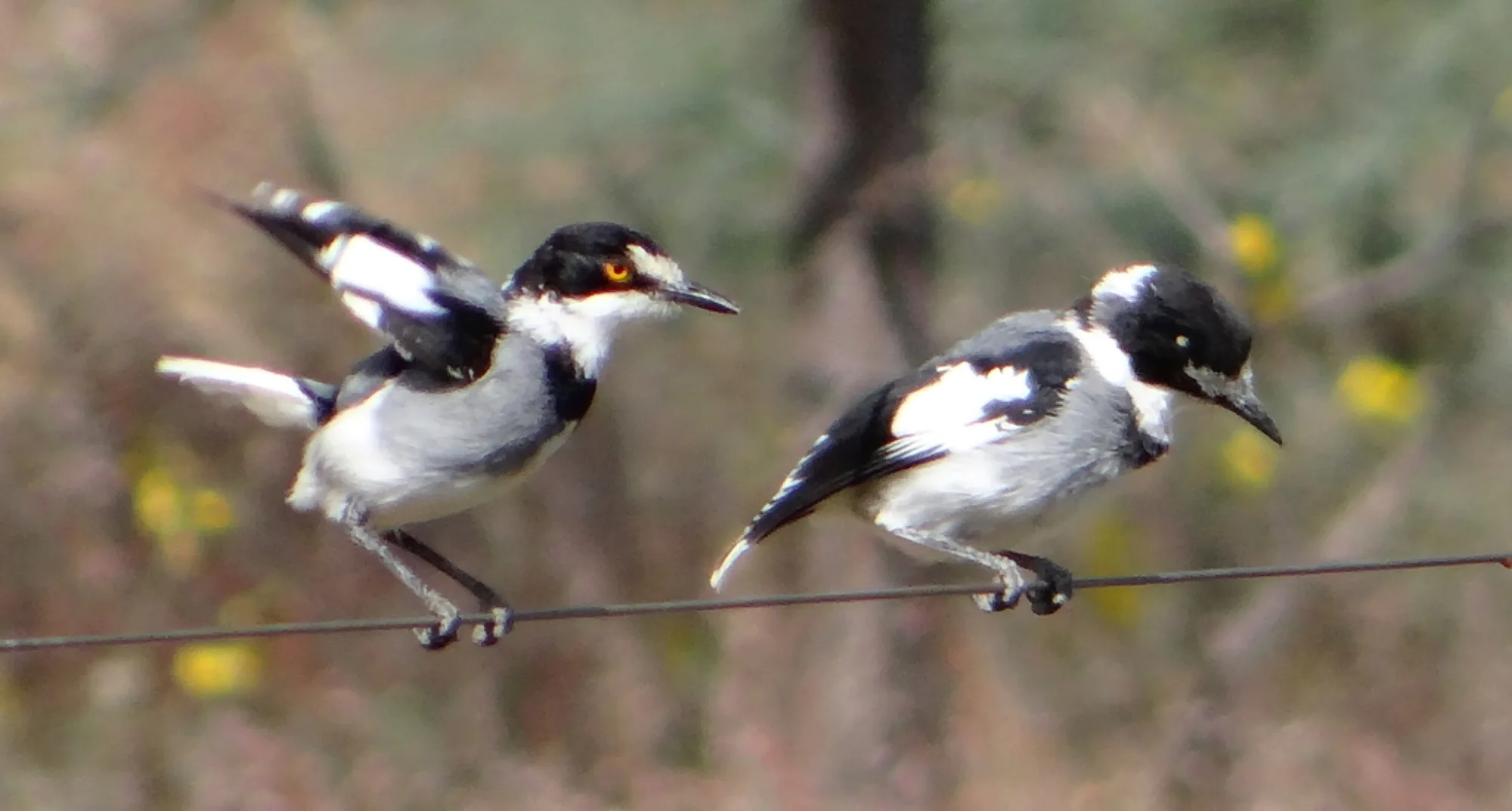 White-tailed Shrike