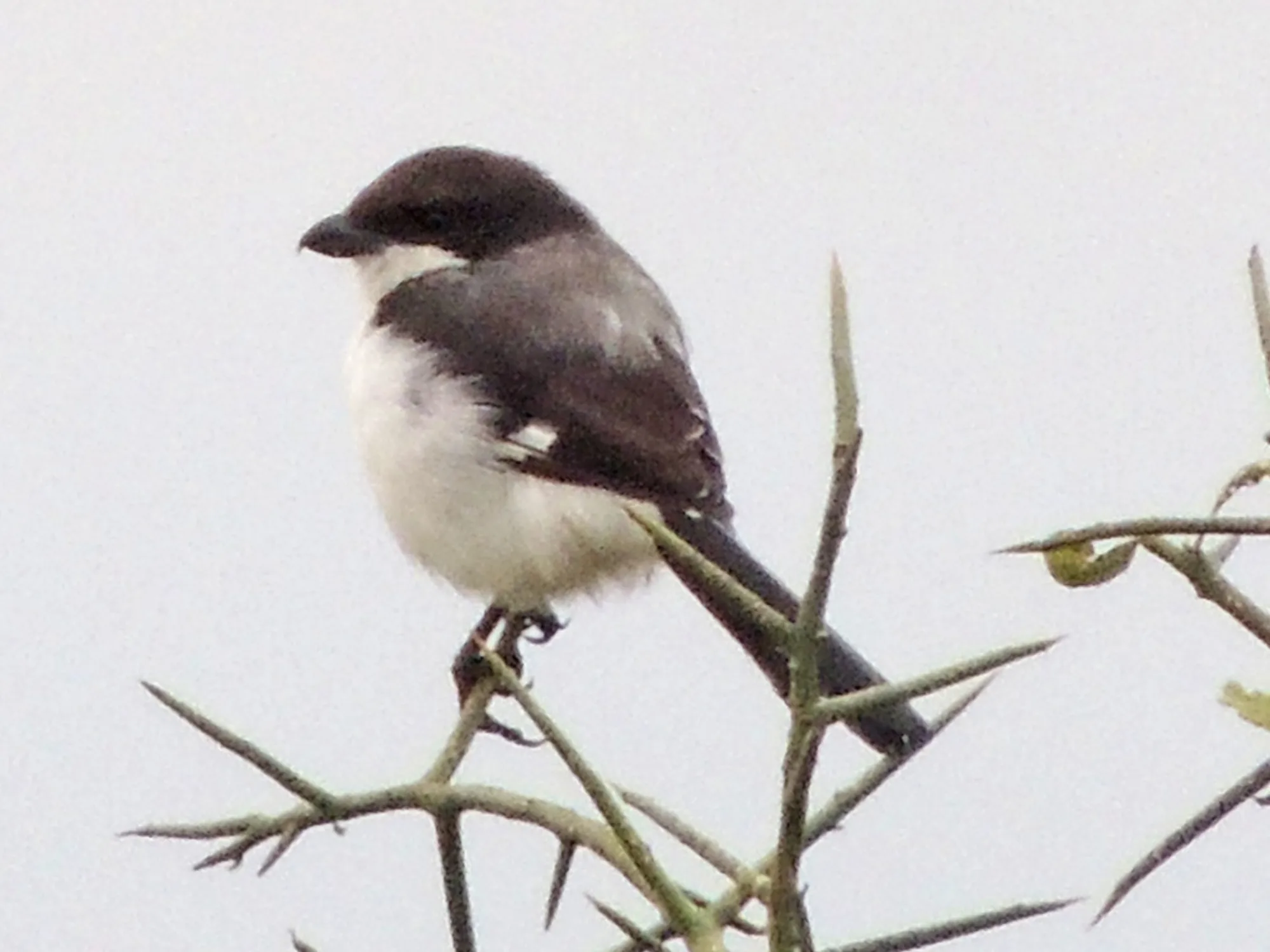 Long-tailed Fiscal