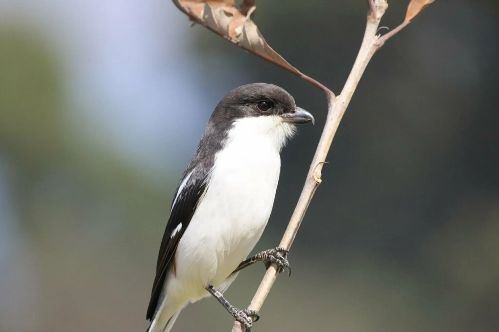 Common Fiscal