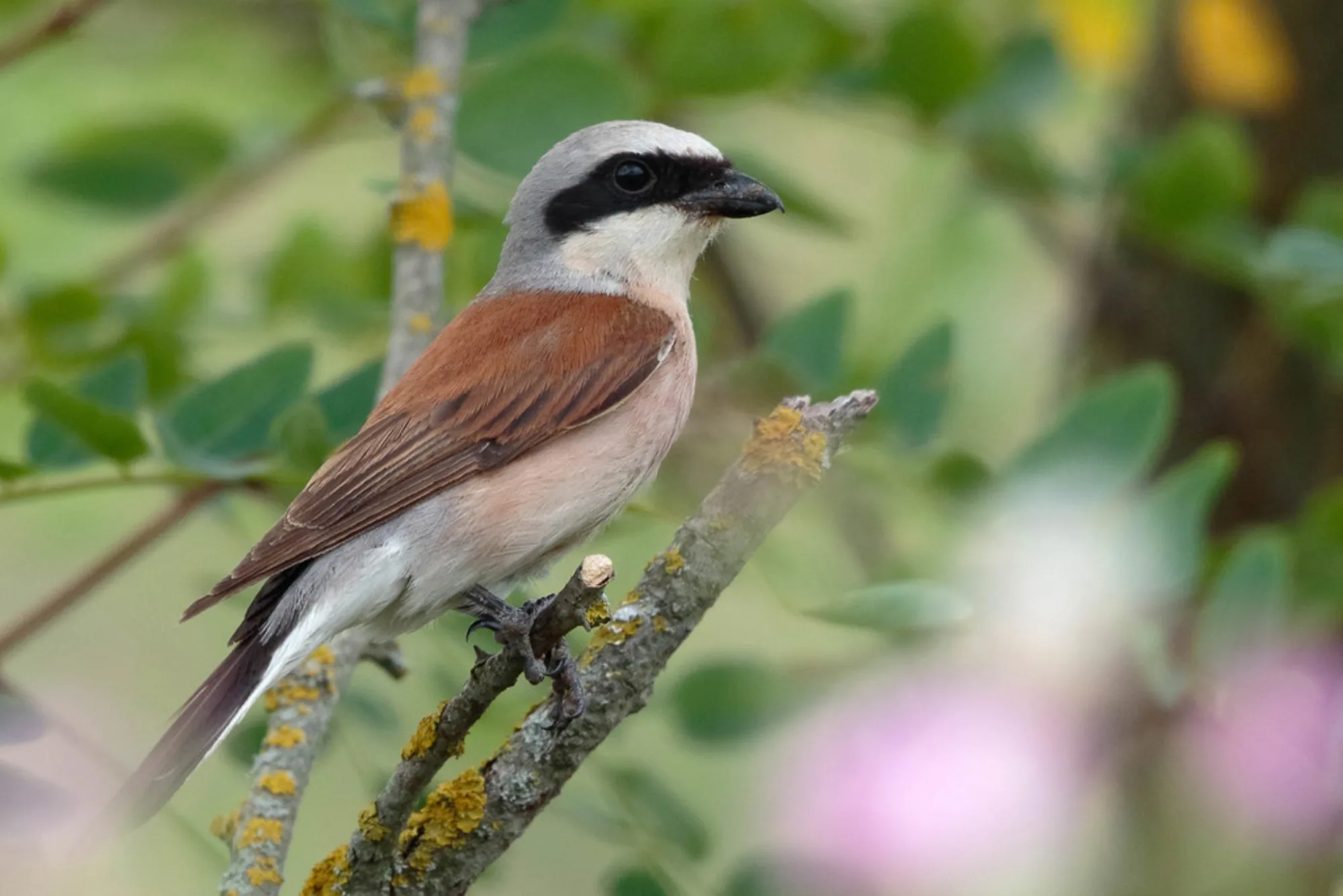 Red-backed Shrike