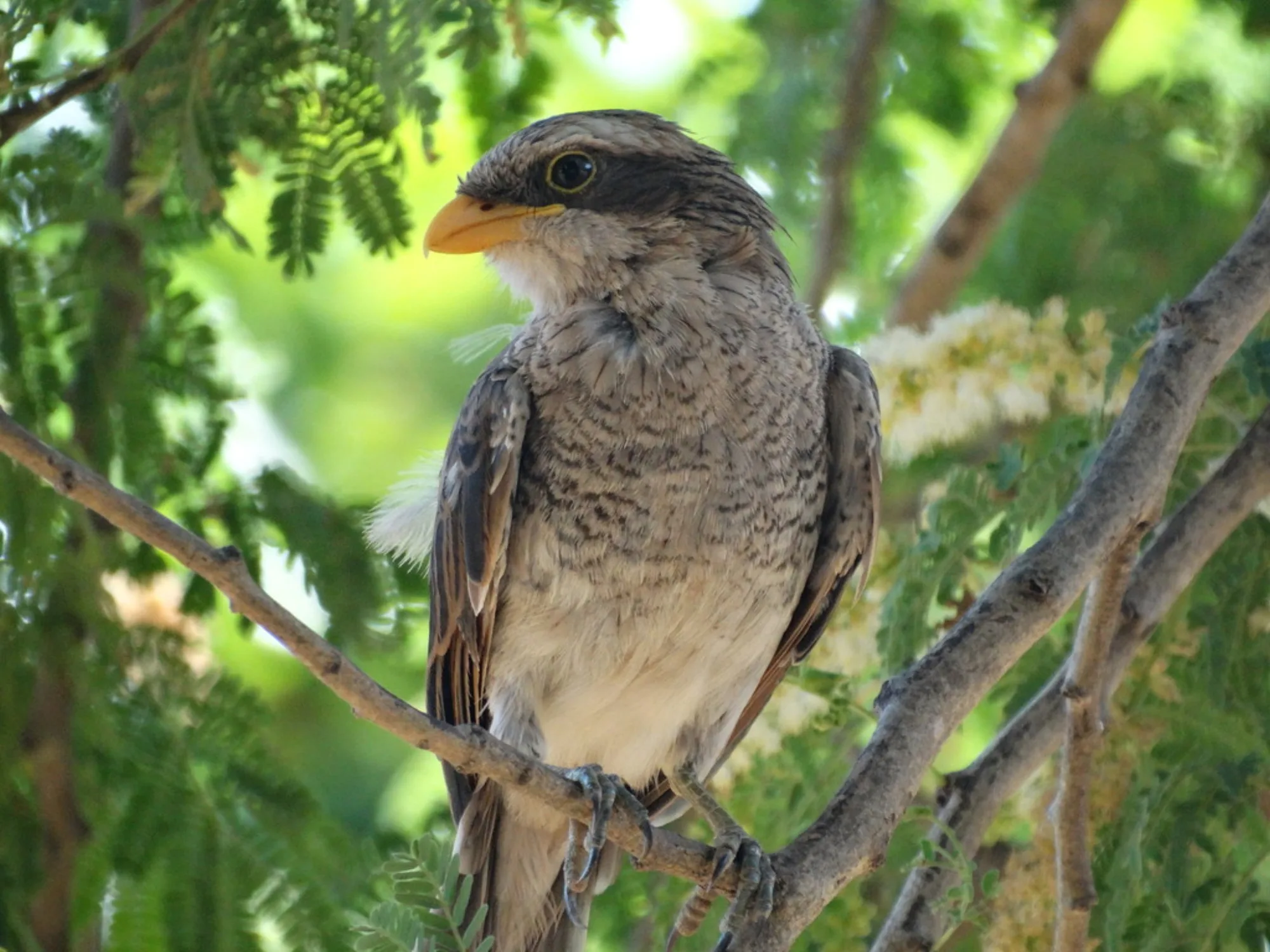 Yellow-billed Shrike
