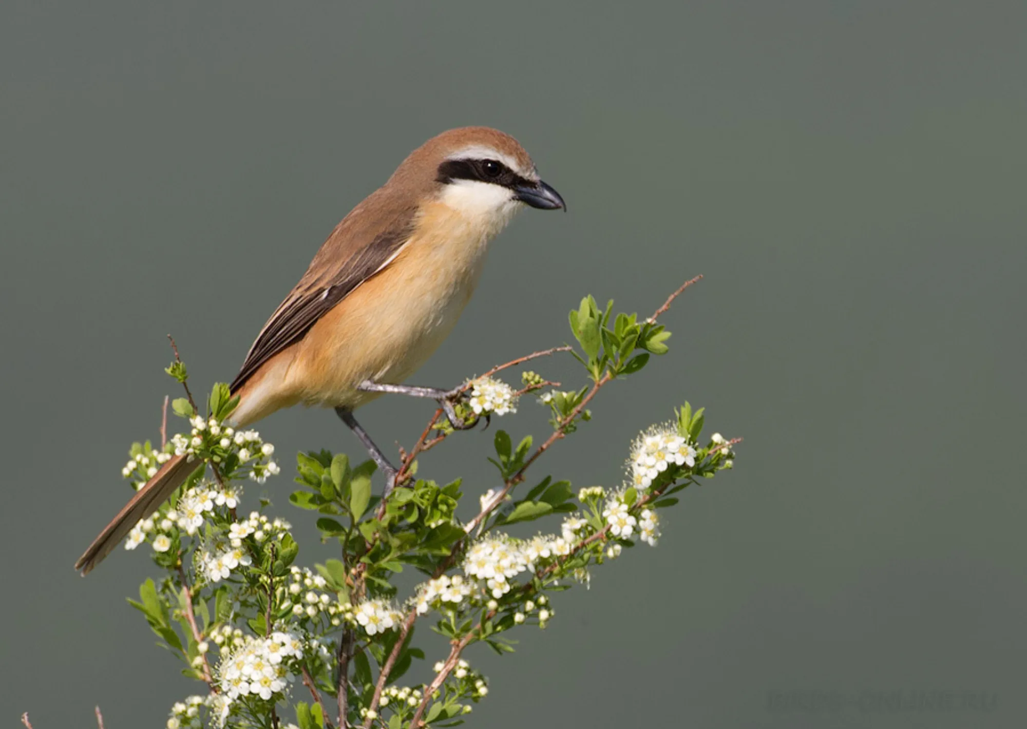 Brown Shrike