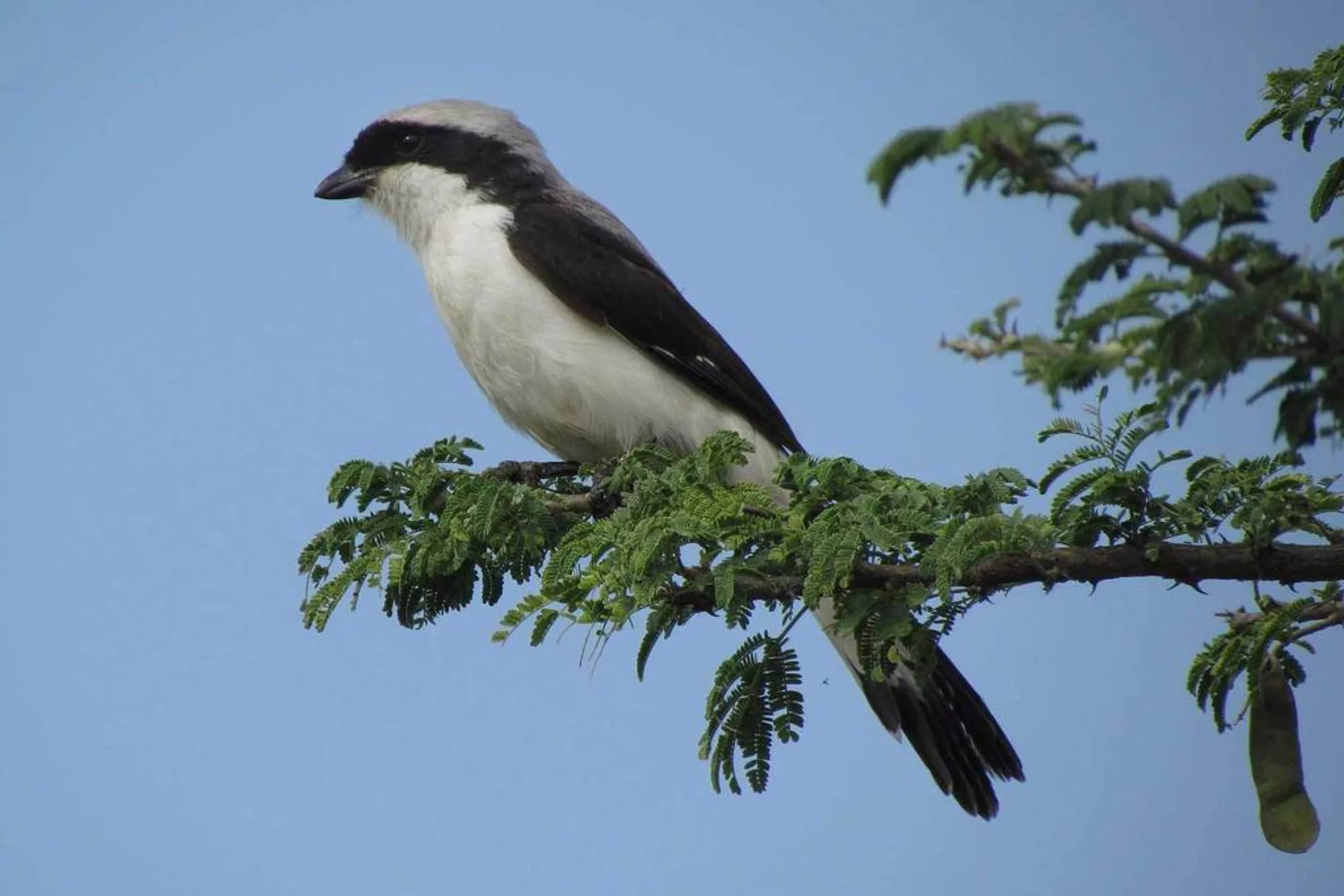 Grey-backed Fiscal