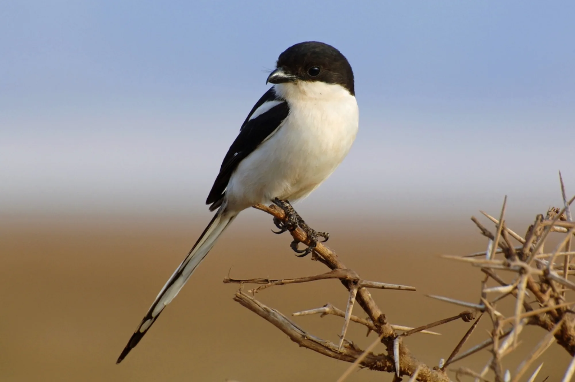 Northern Fiscal