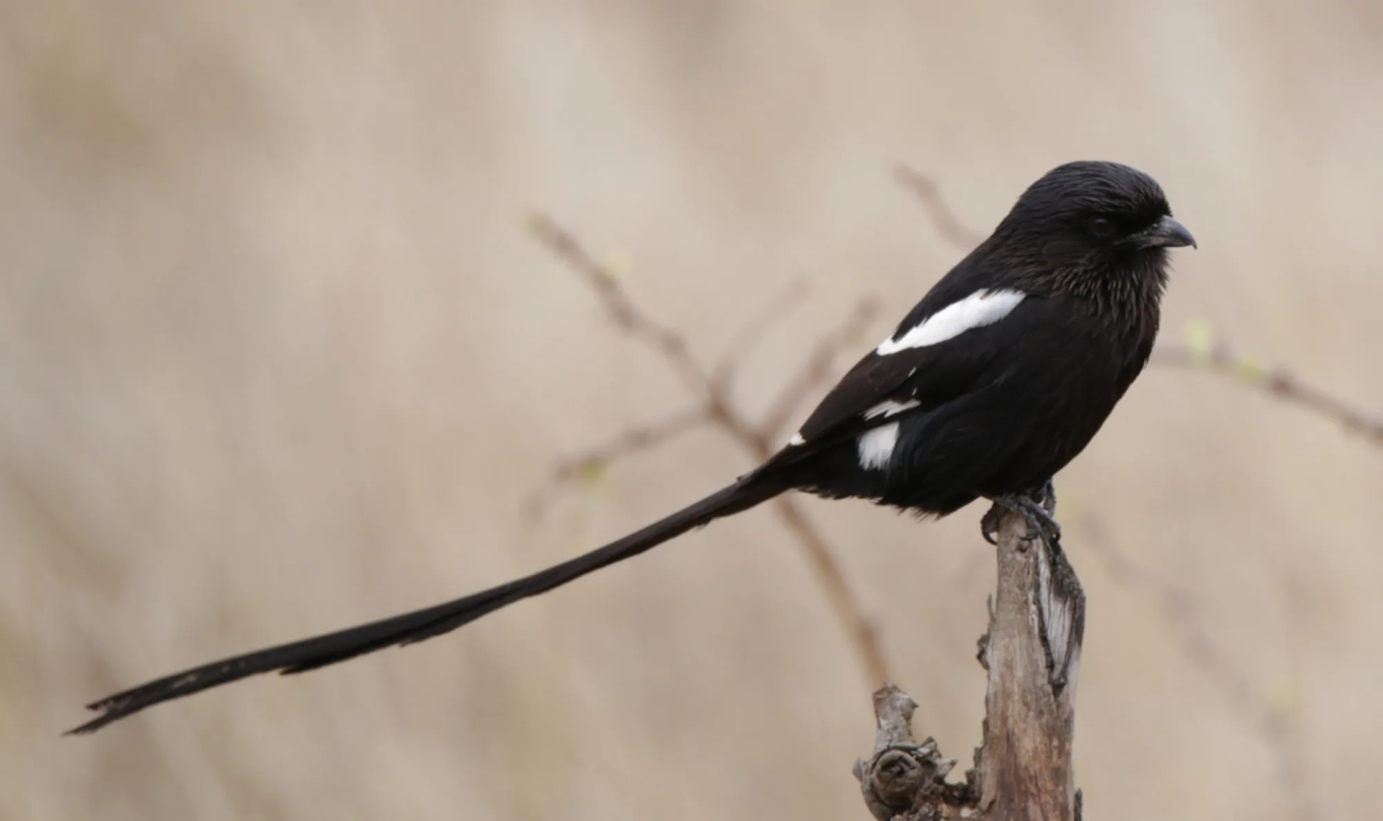 Magpie Shrike