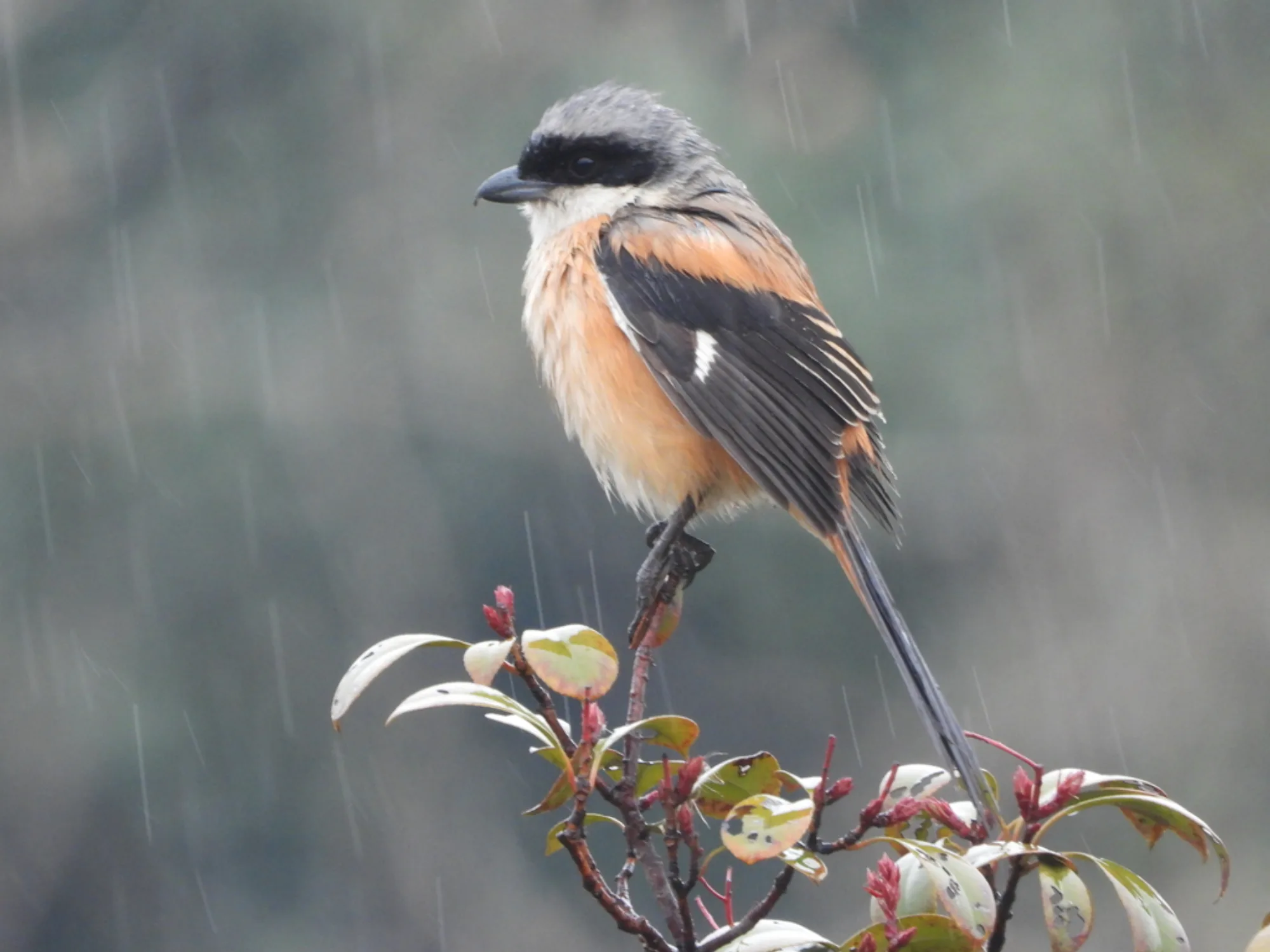 Long-tailed Shrike