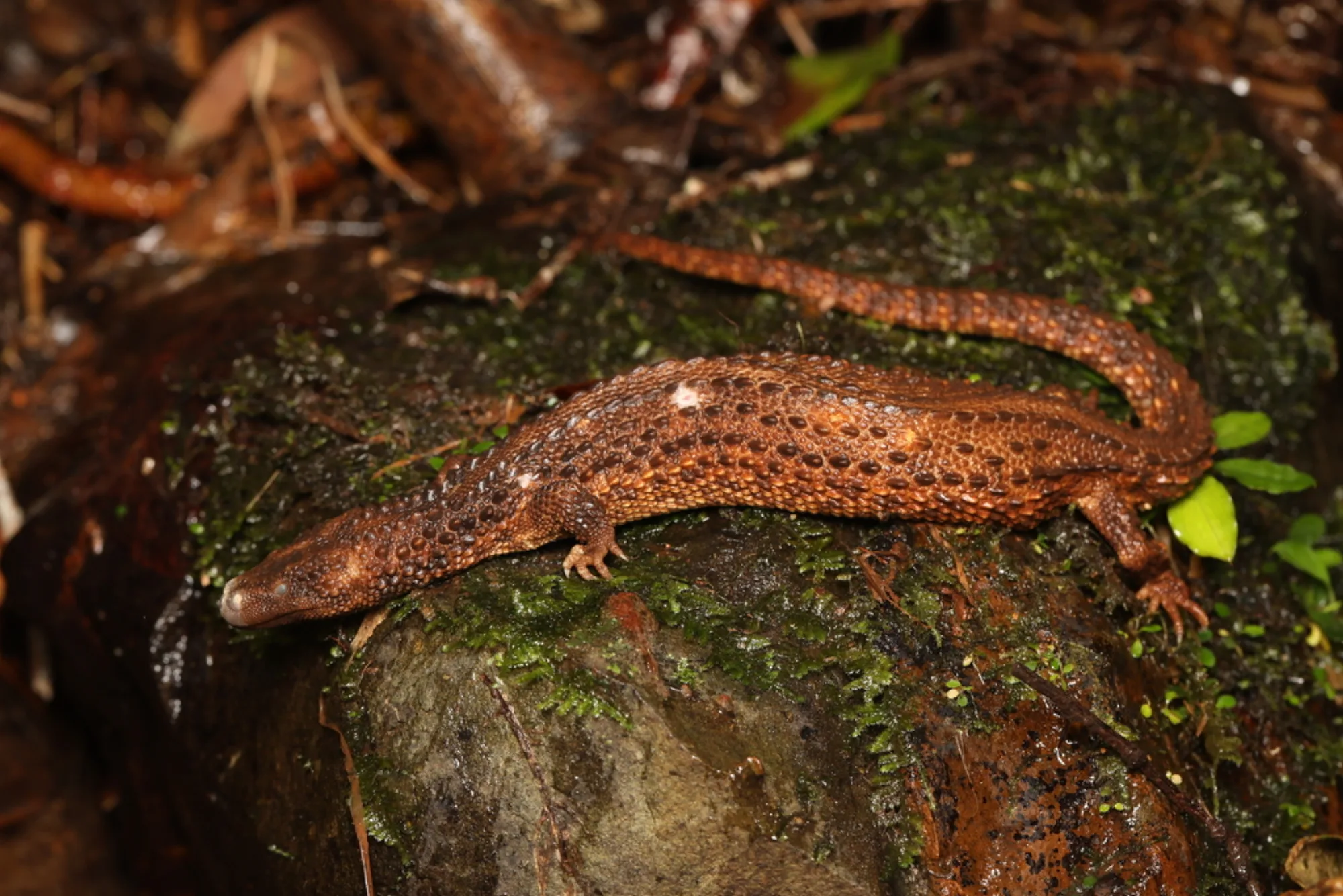 Borneo Earless Monitor