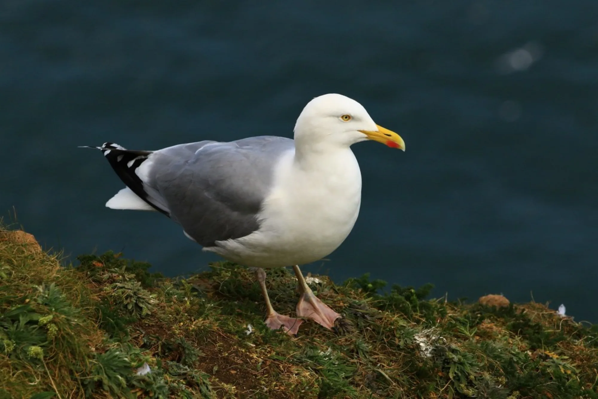 Herring Gull