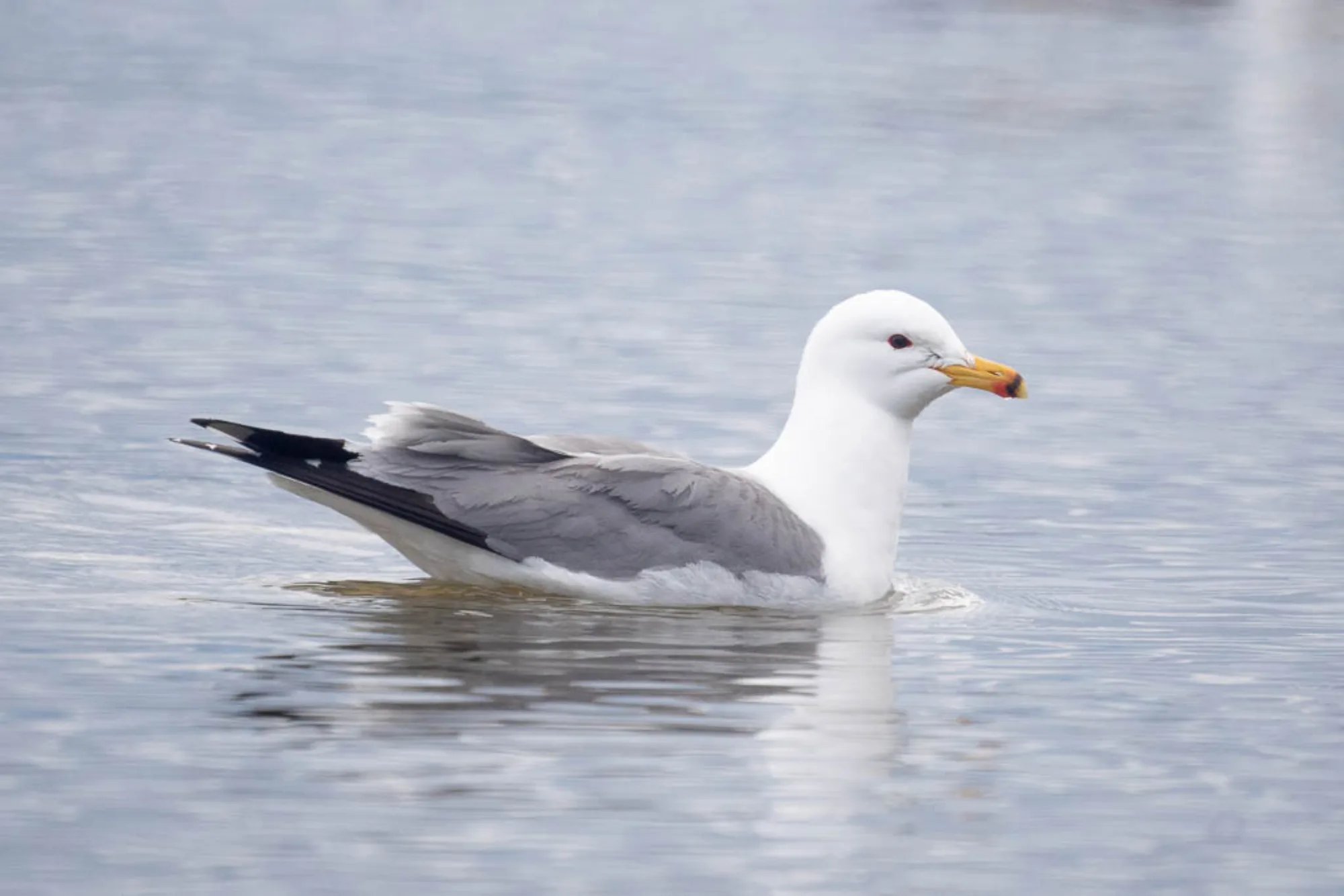 Armenian Gull
