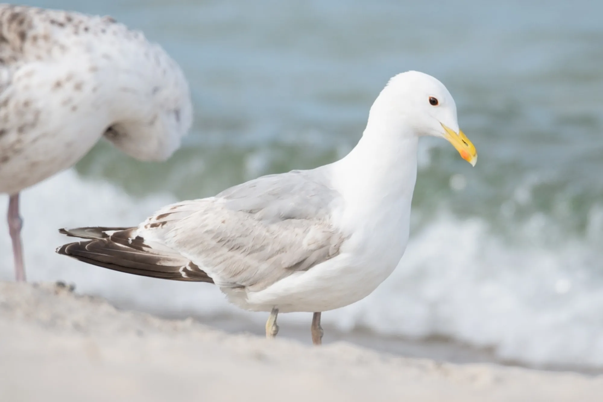Caspian Gull