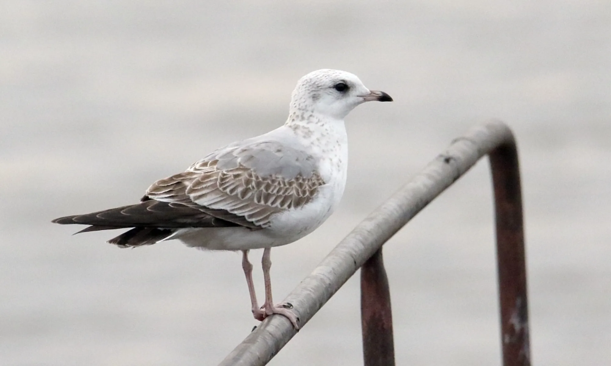 Mew Gull