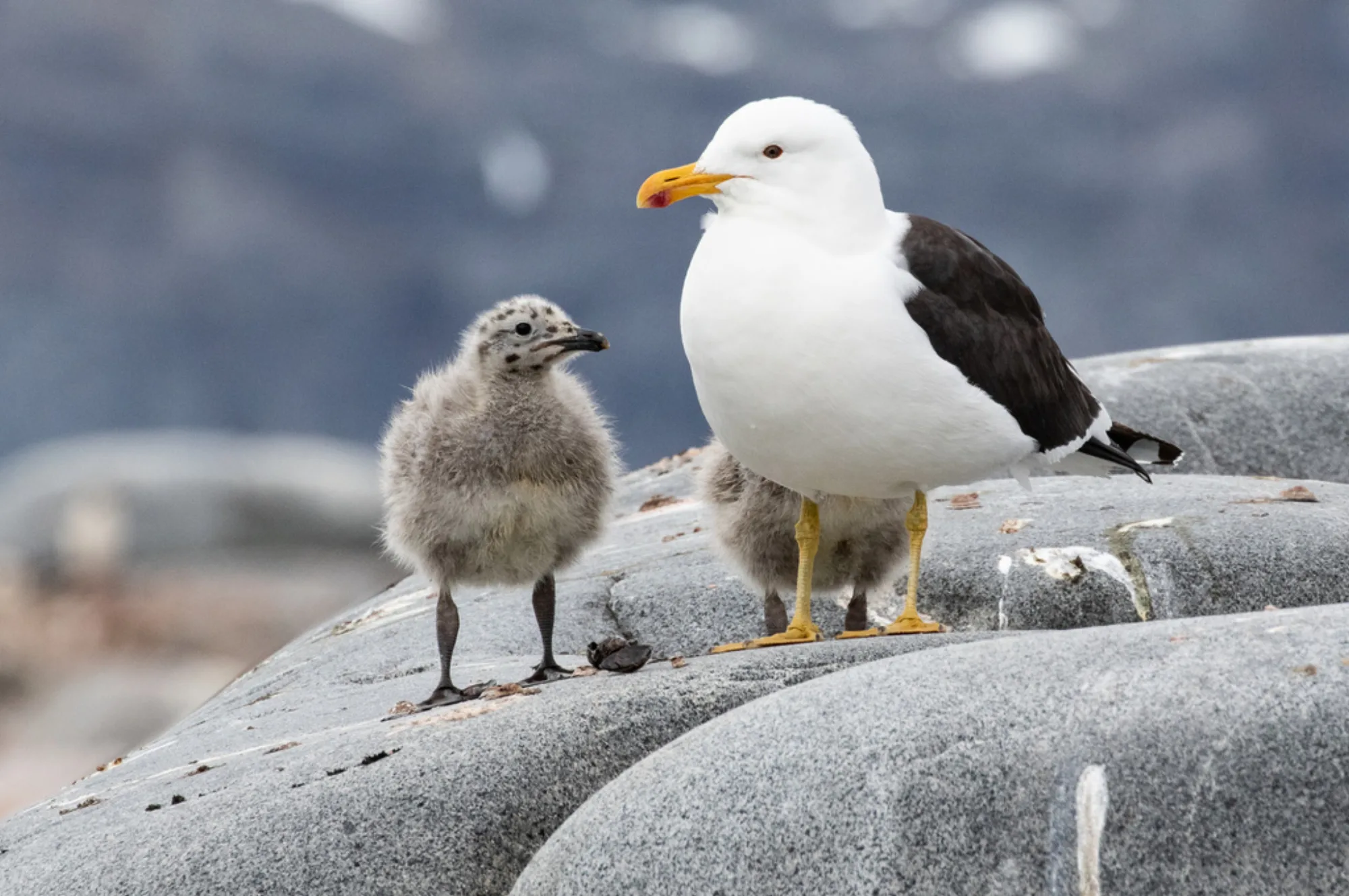 Kelp Gull