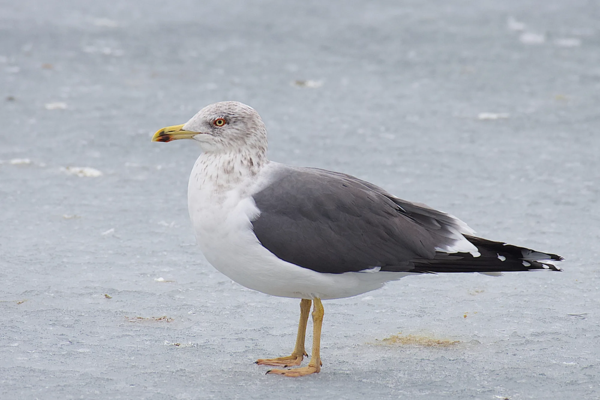 Lesser Black-backed Gull