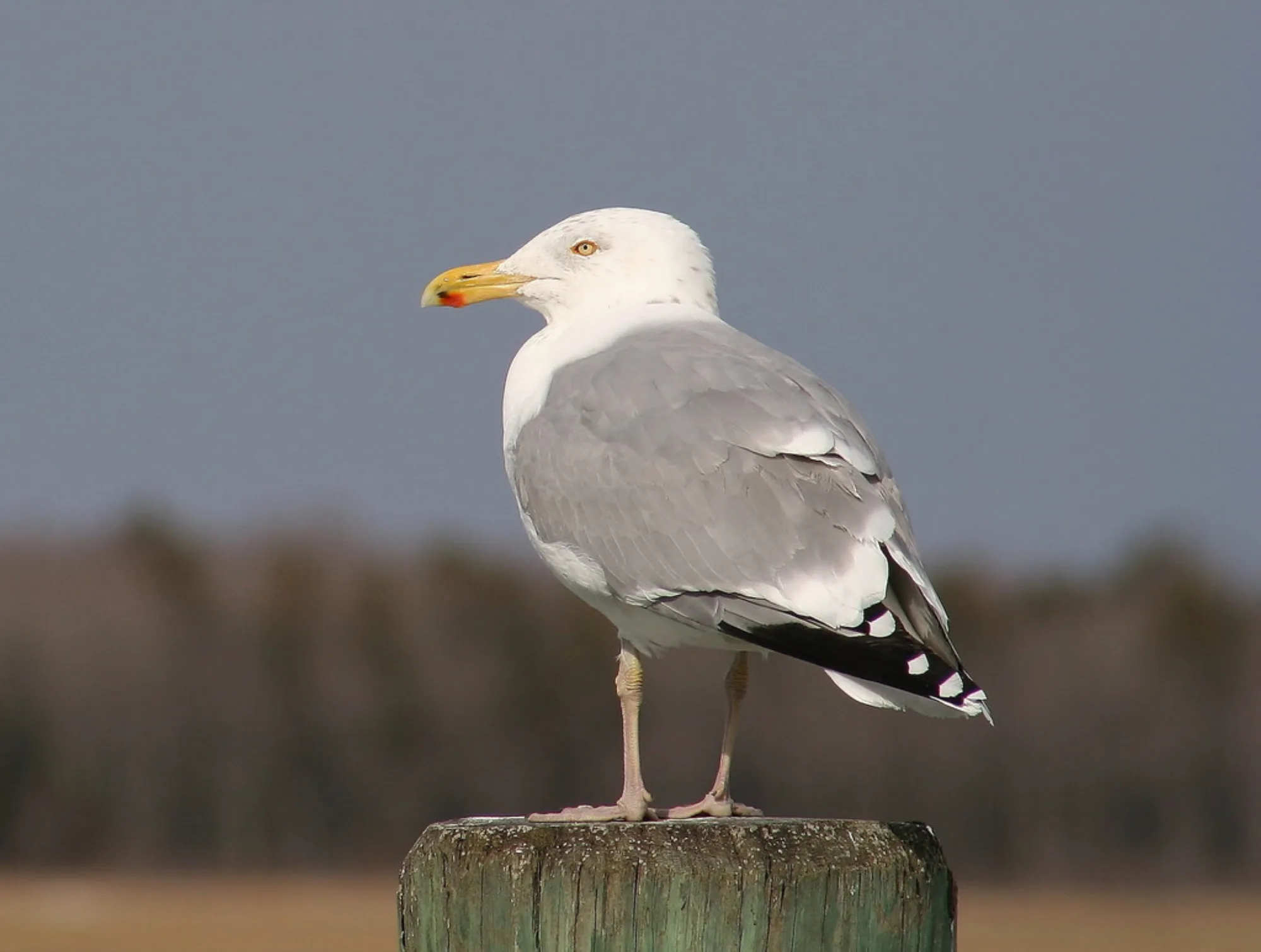 American Herring Gull