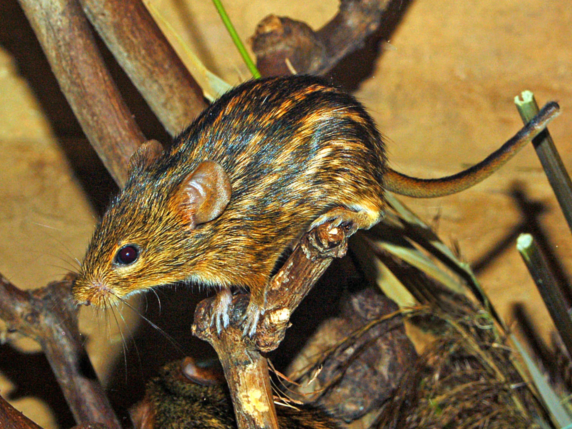 Typical Lemniscomys