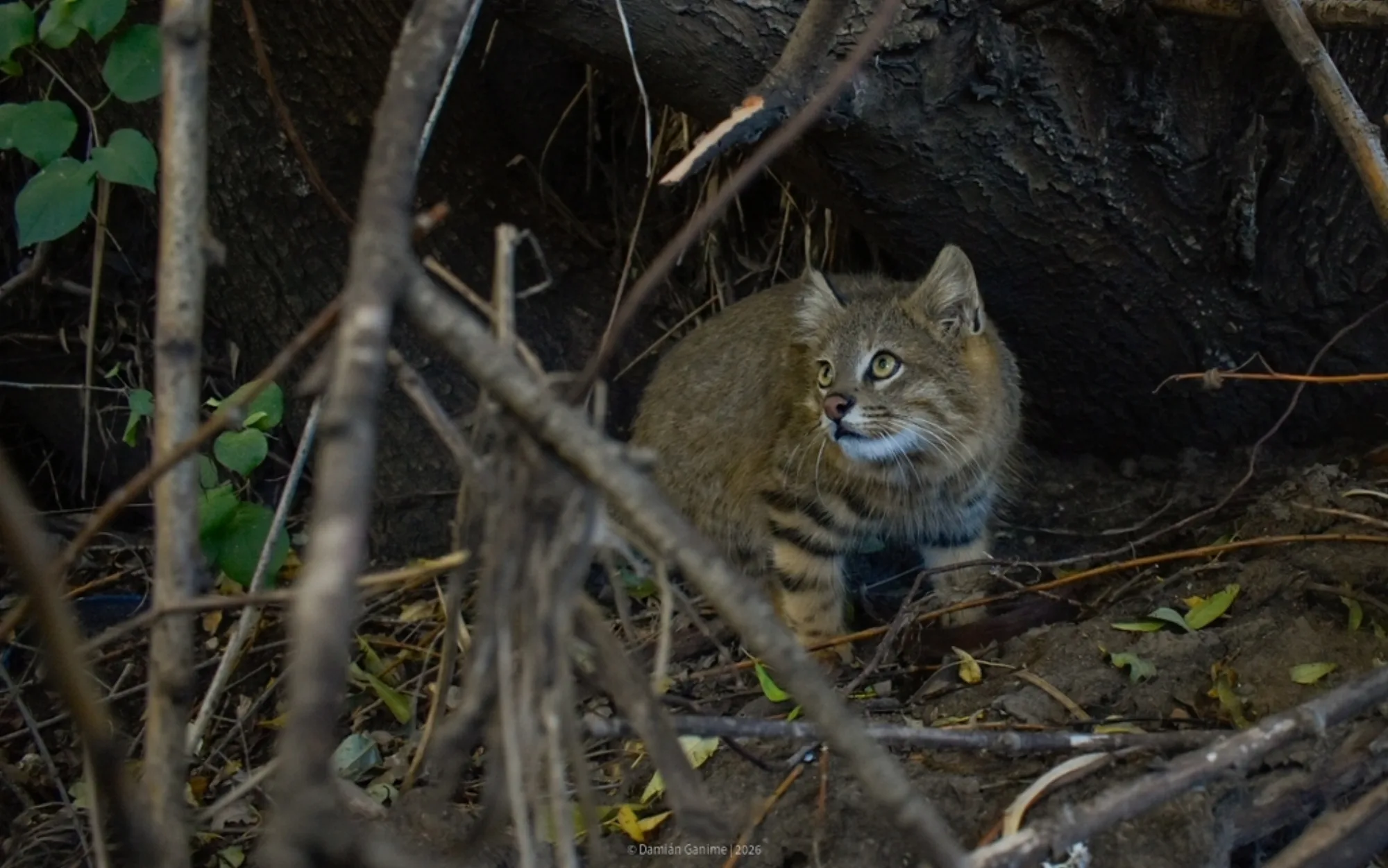 Pampas Cat