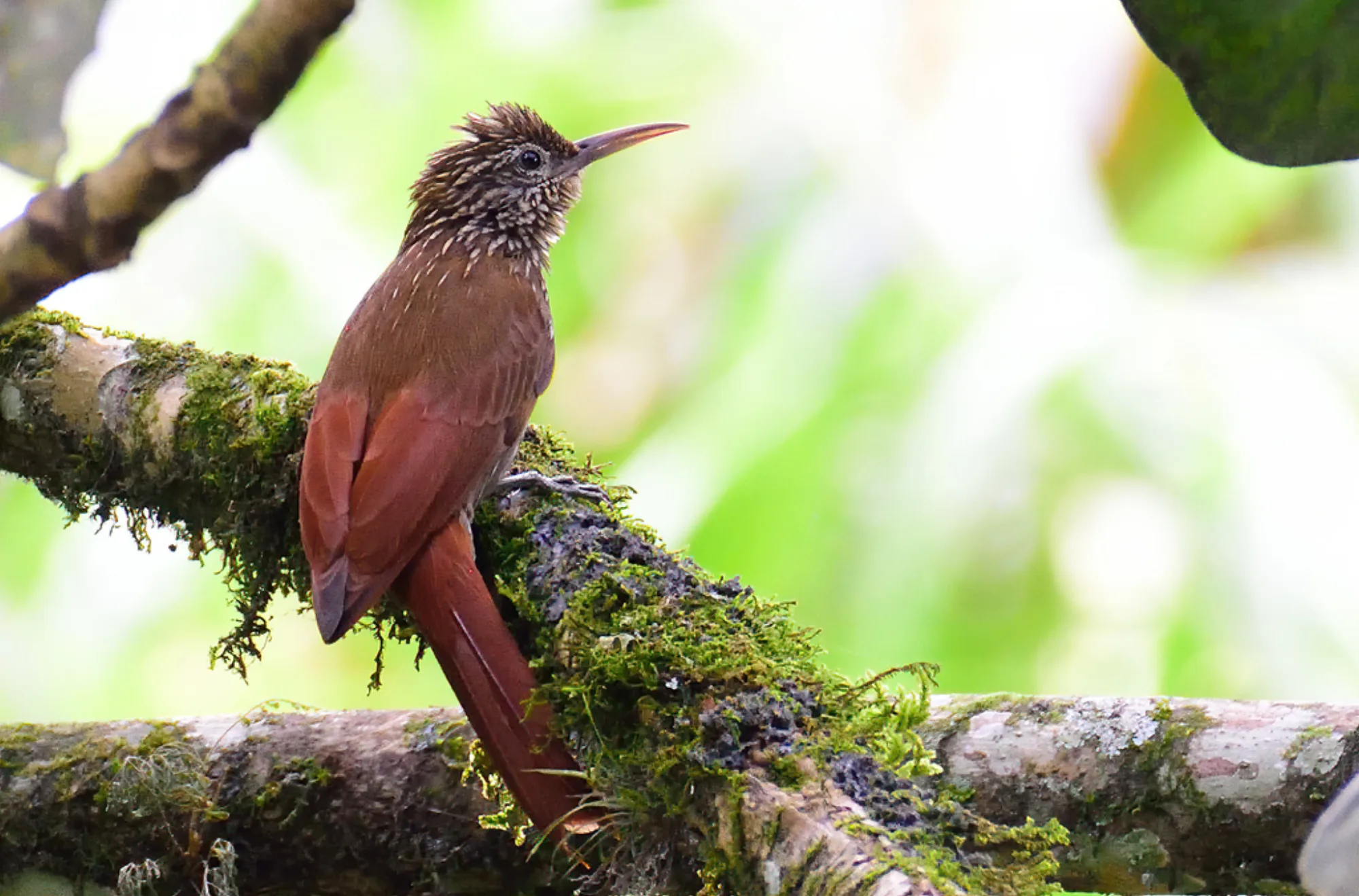 Streak-headed Woodcreeper