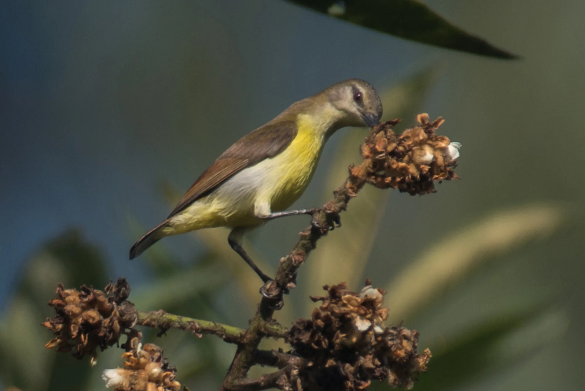 Purple-rumped Sunbird