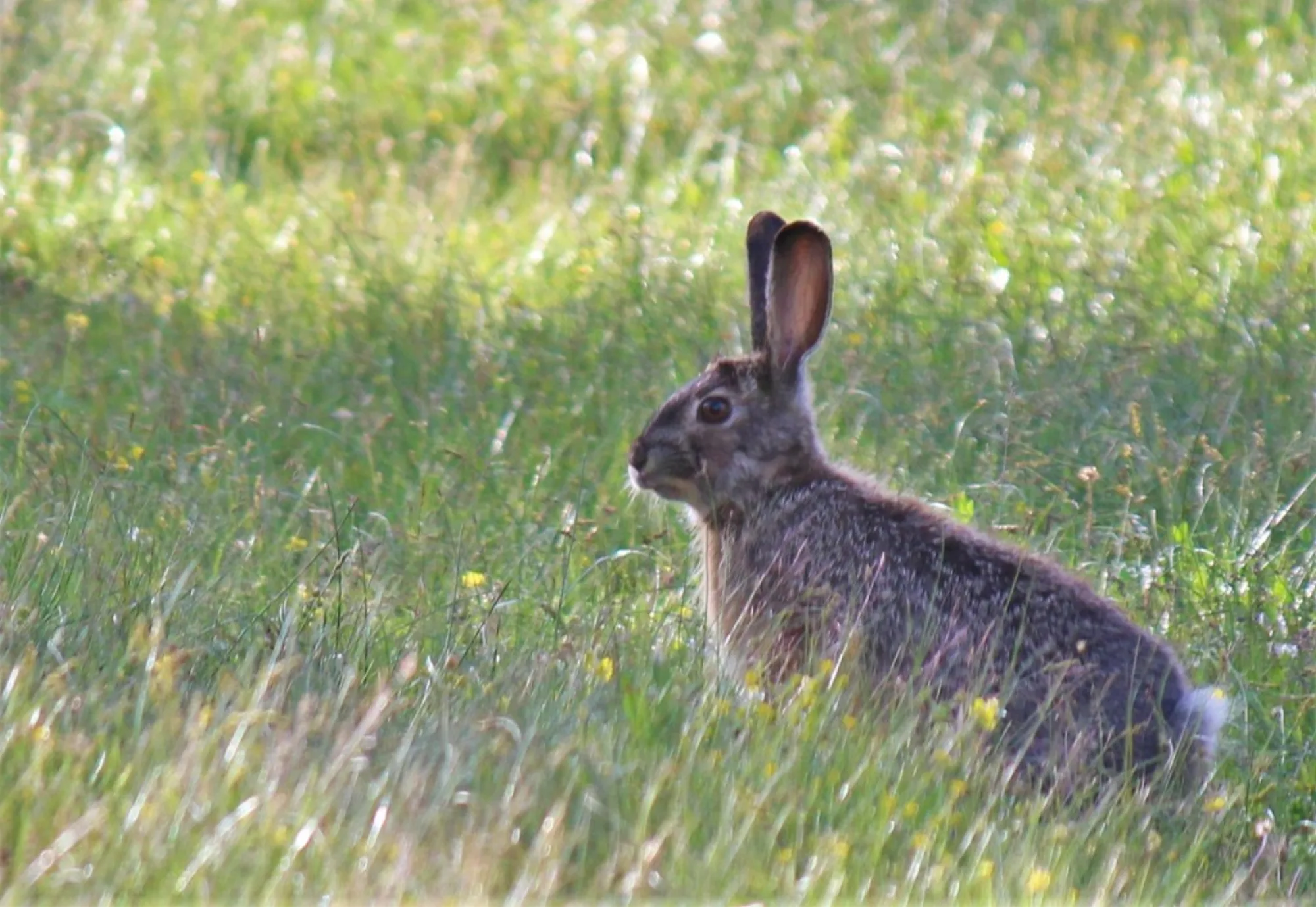Yunnan Hare