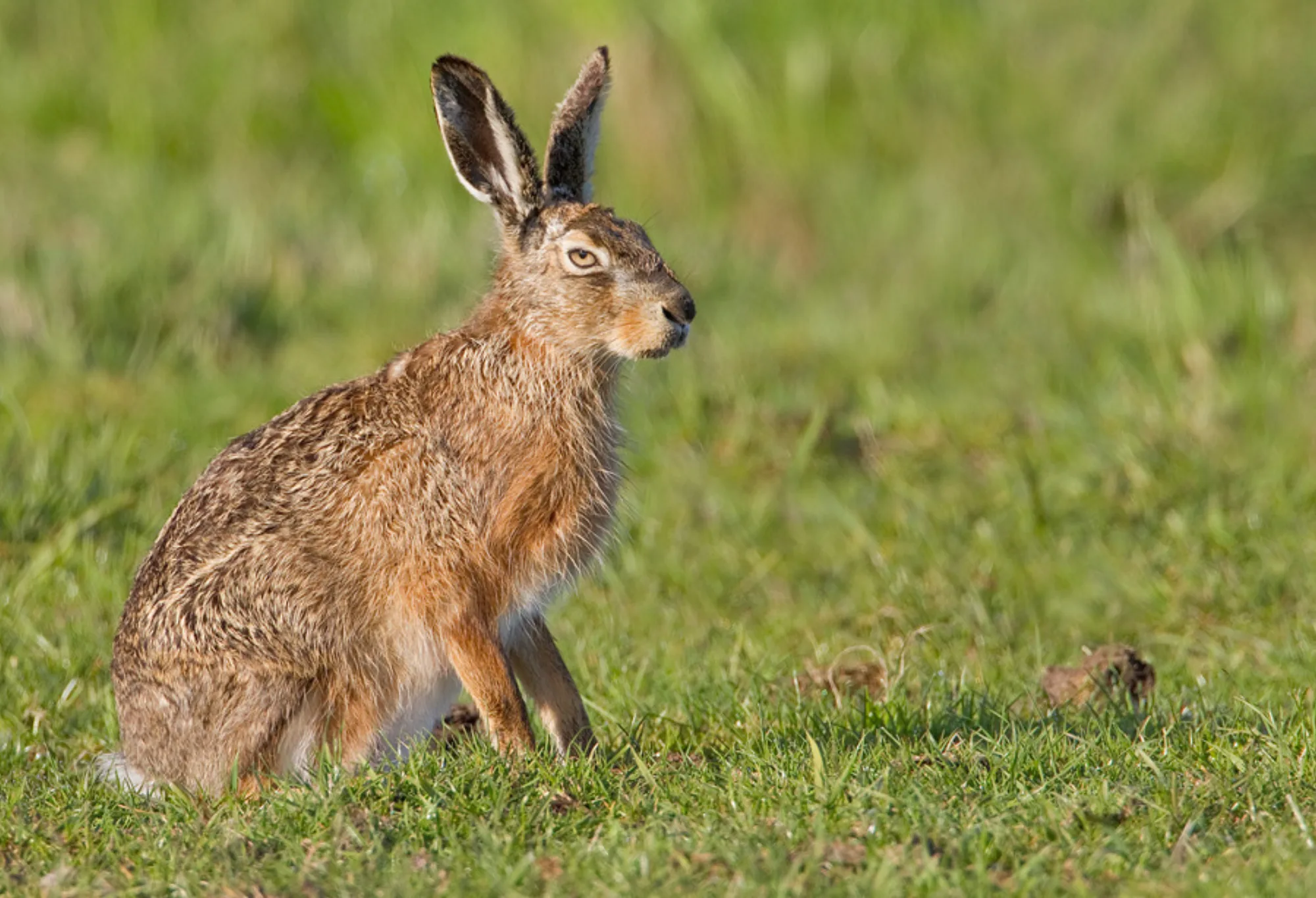 European Hare