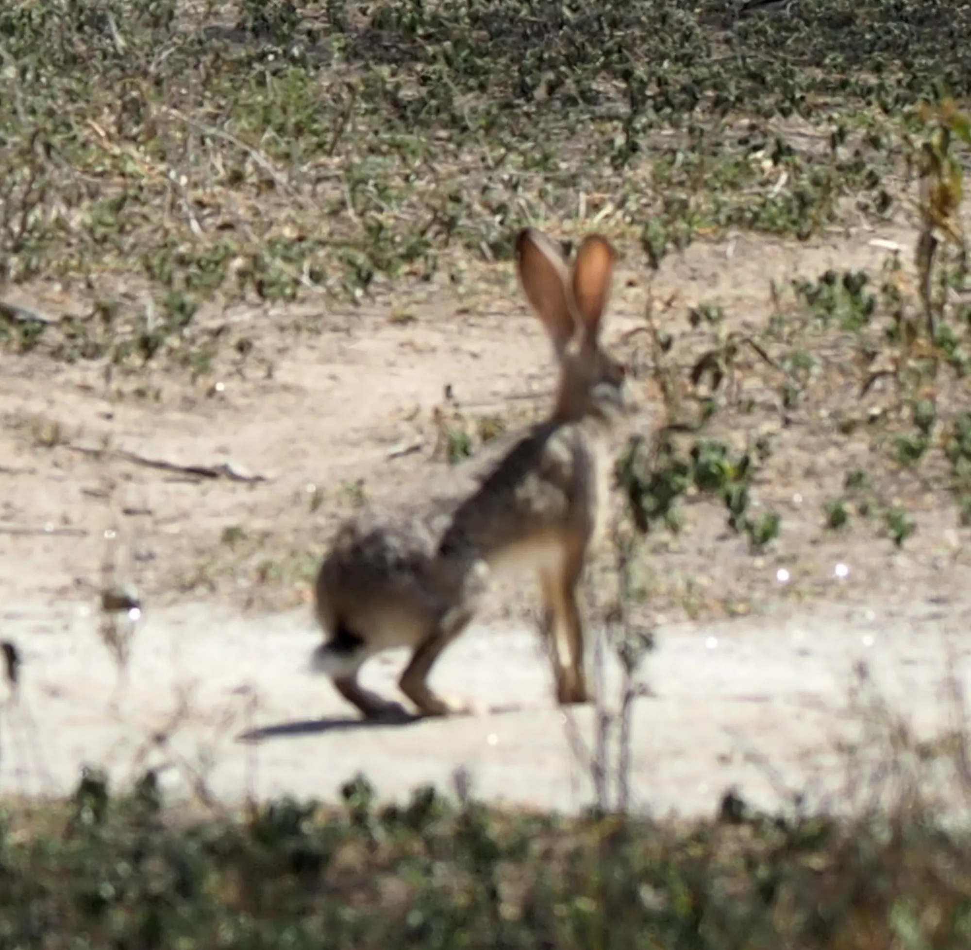 Ethiopian Hare
