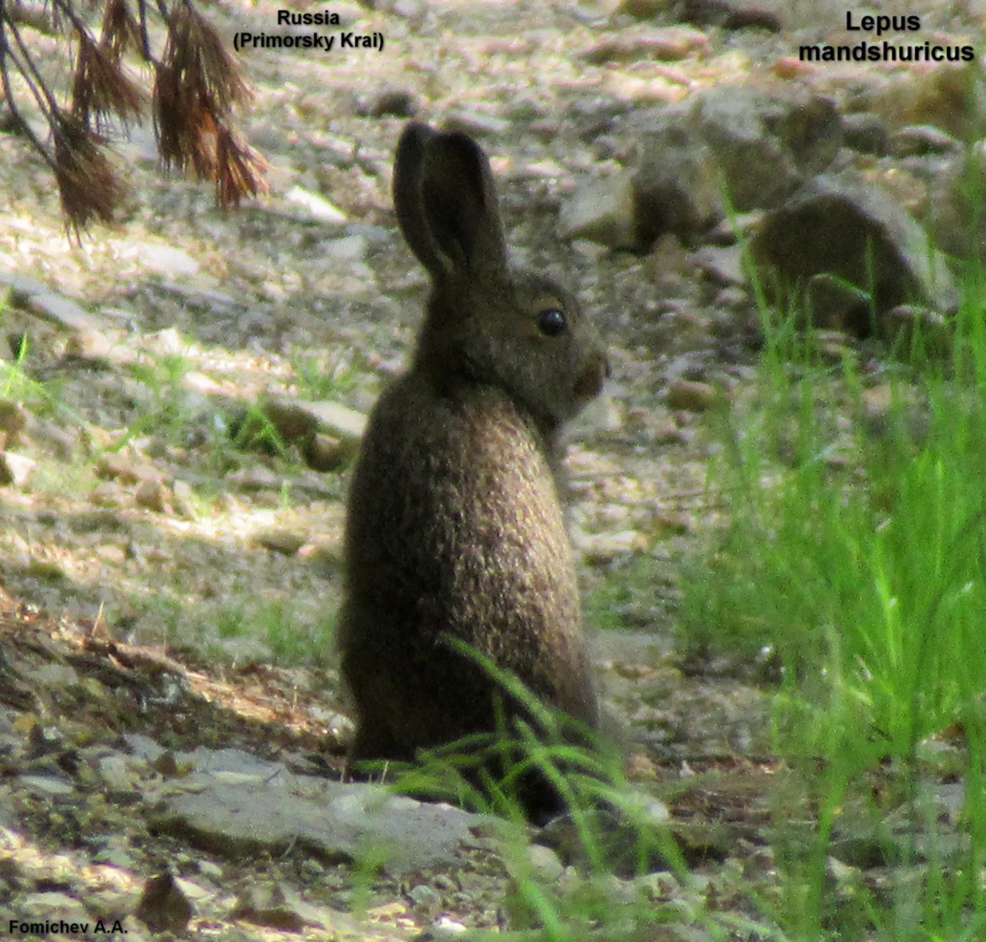 Manchurian Hare
