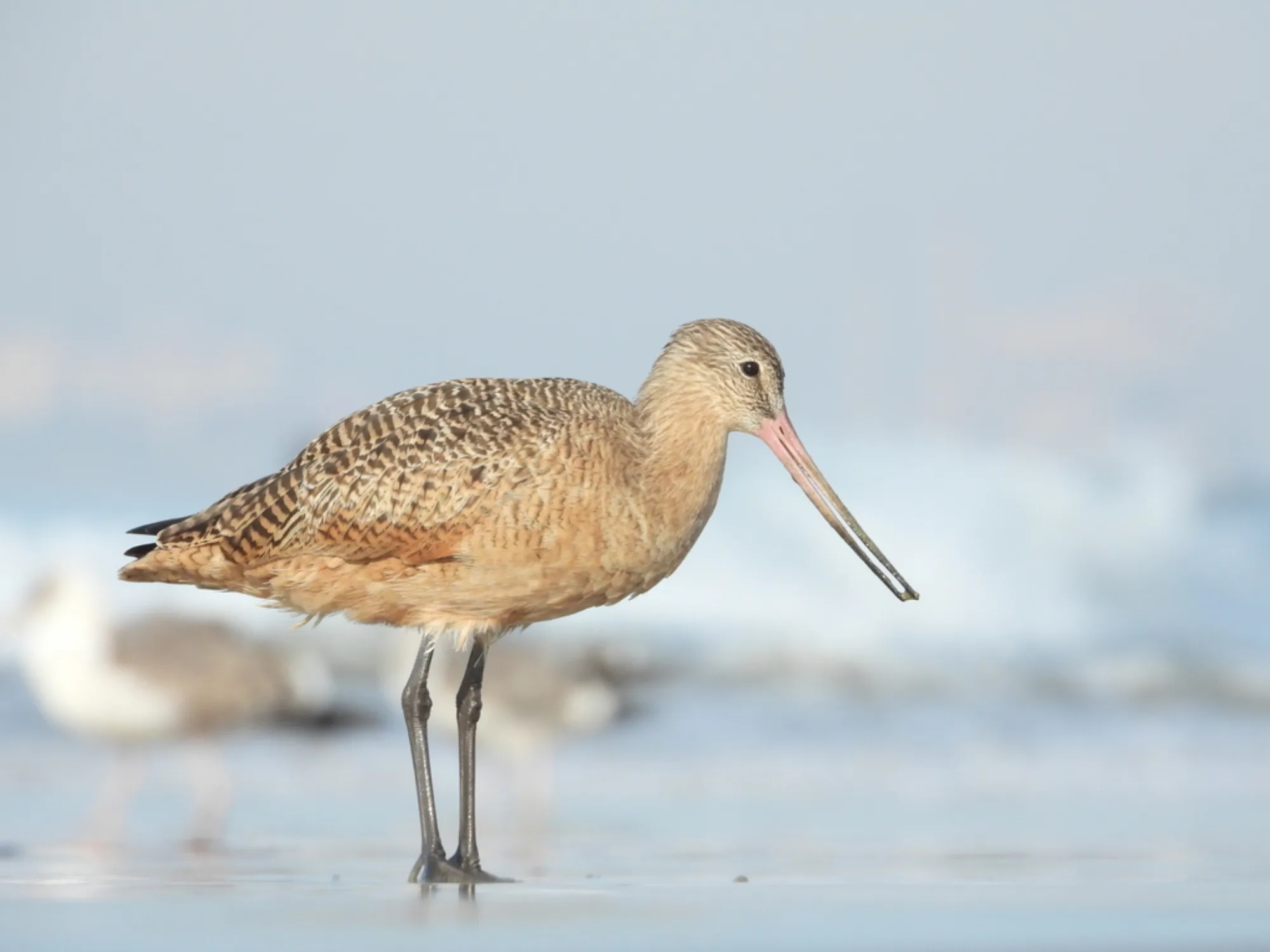 Marbled Godwit