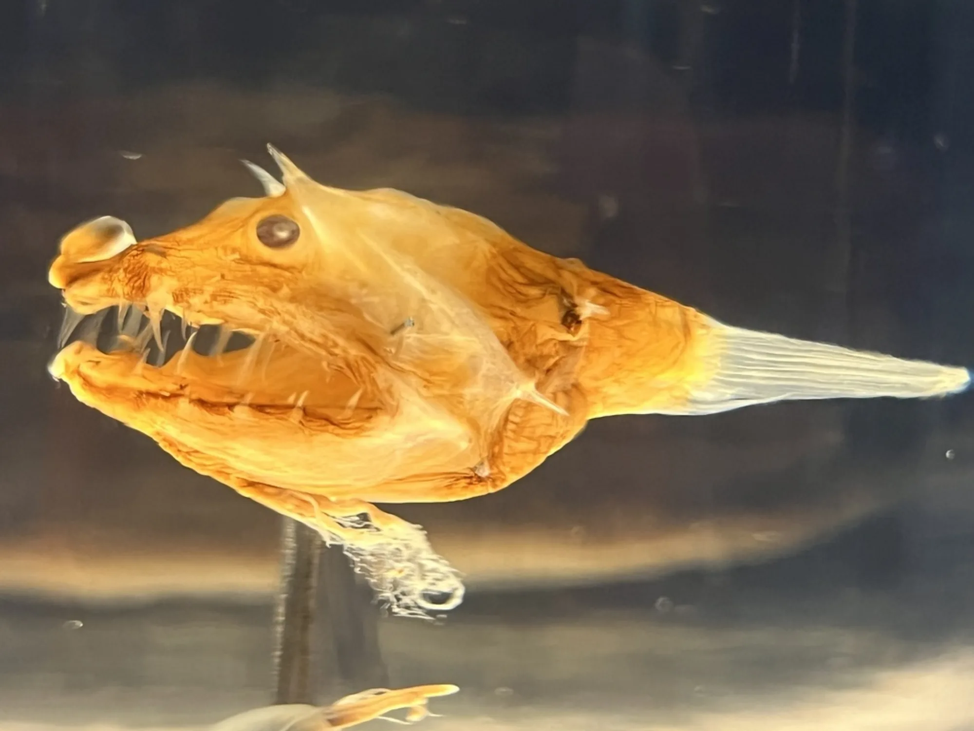 Deepsea Anglerfish