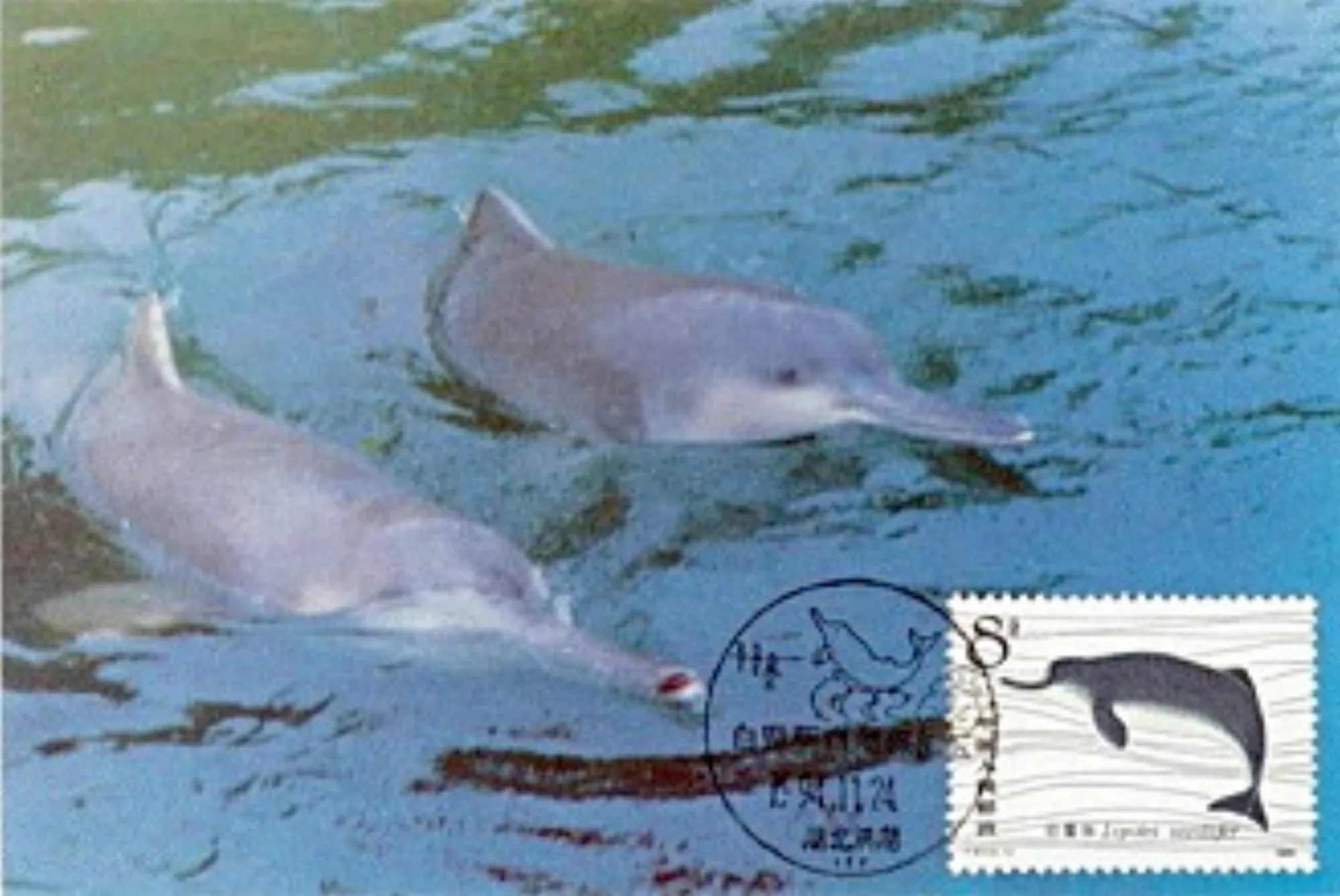 Baiji