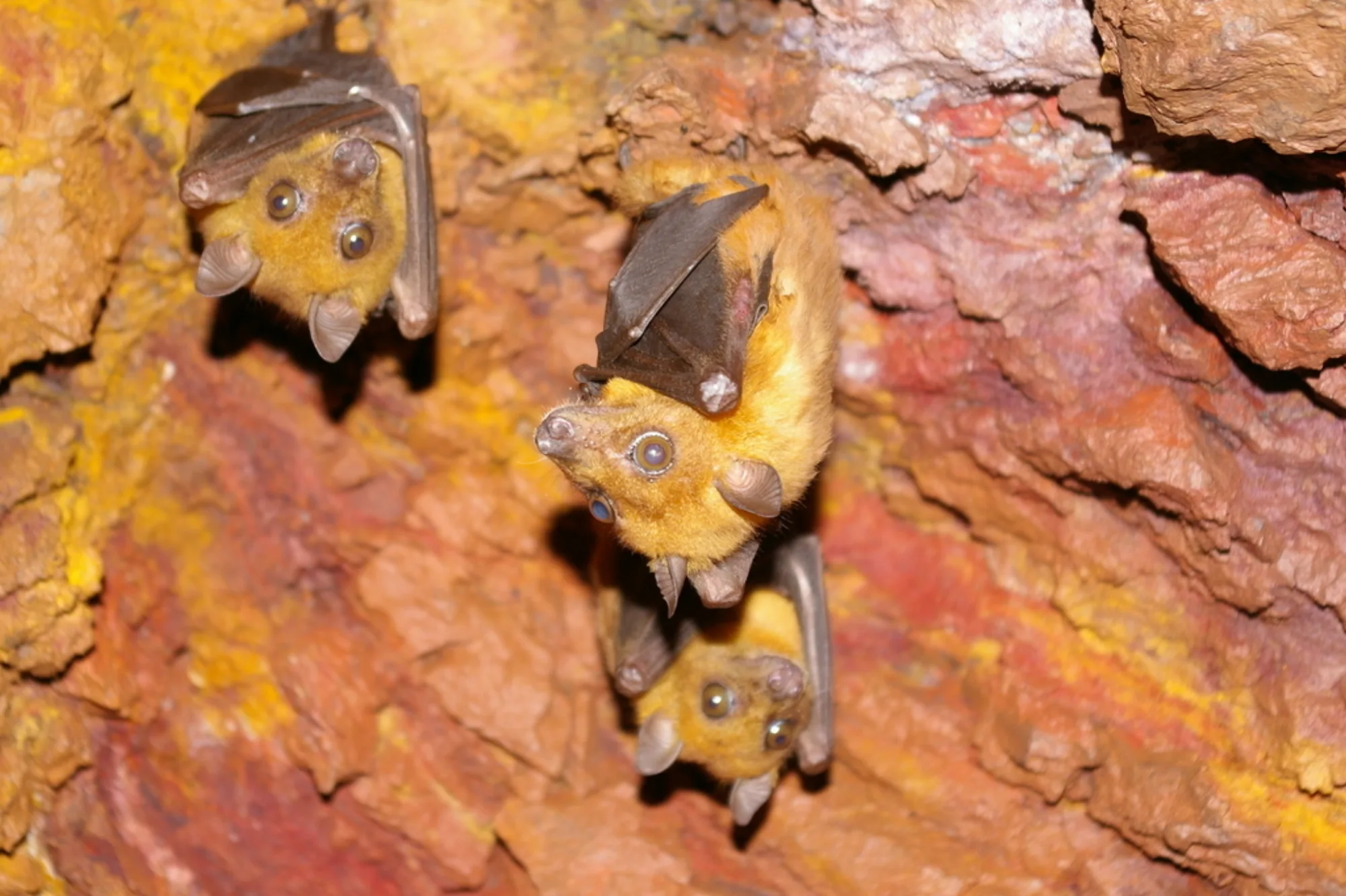 Angolan Soft-furred Fruit Bat