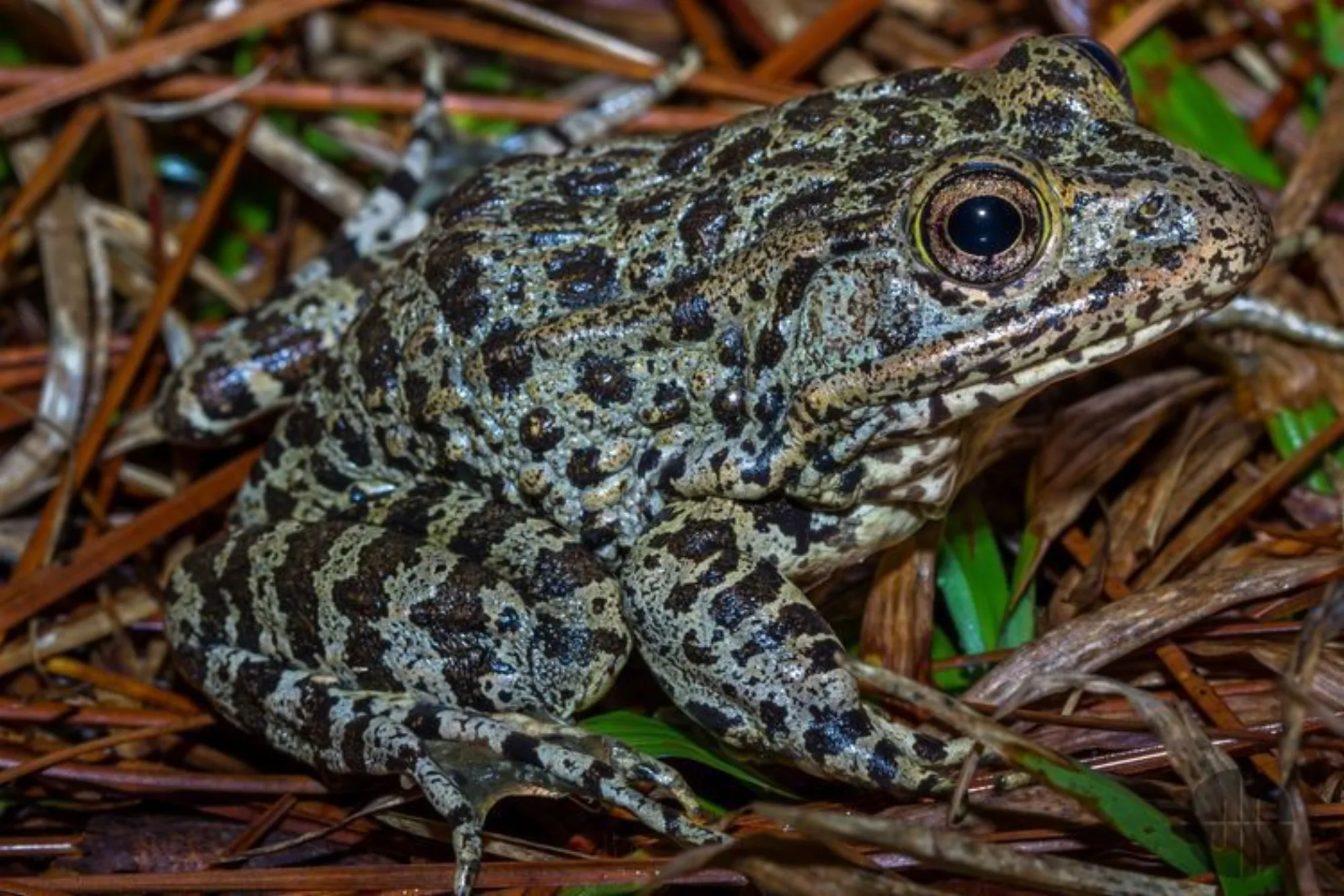 Mississippi Gopher Frog