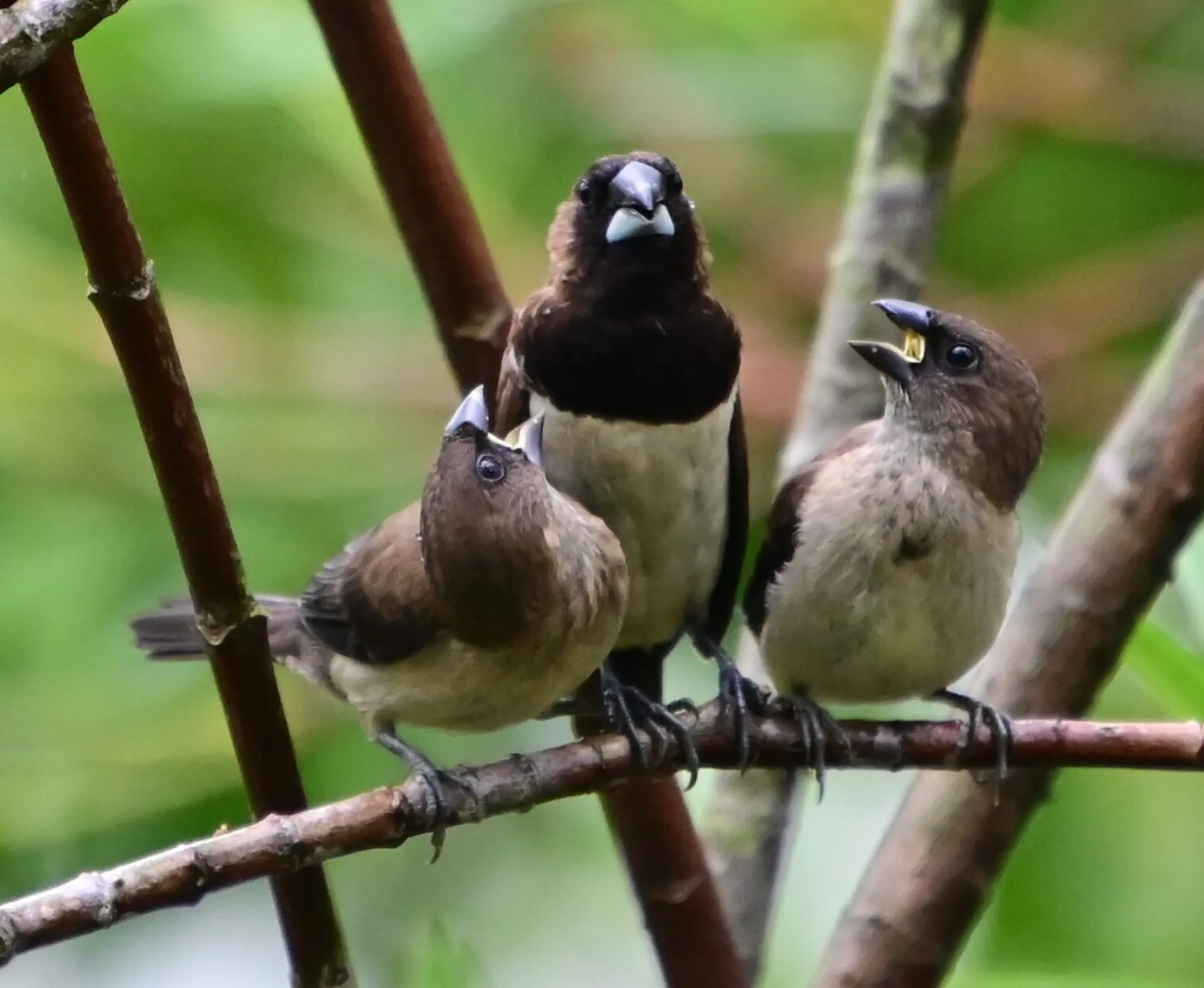 Javan Munia