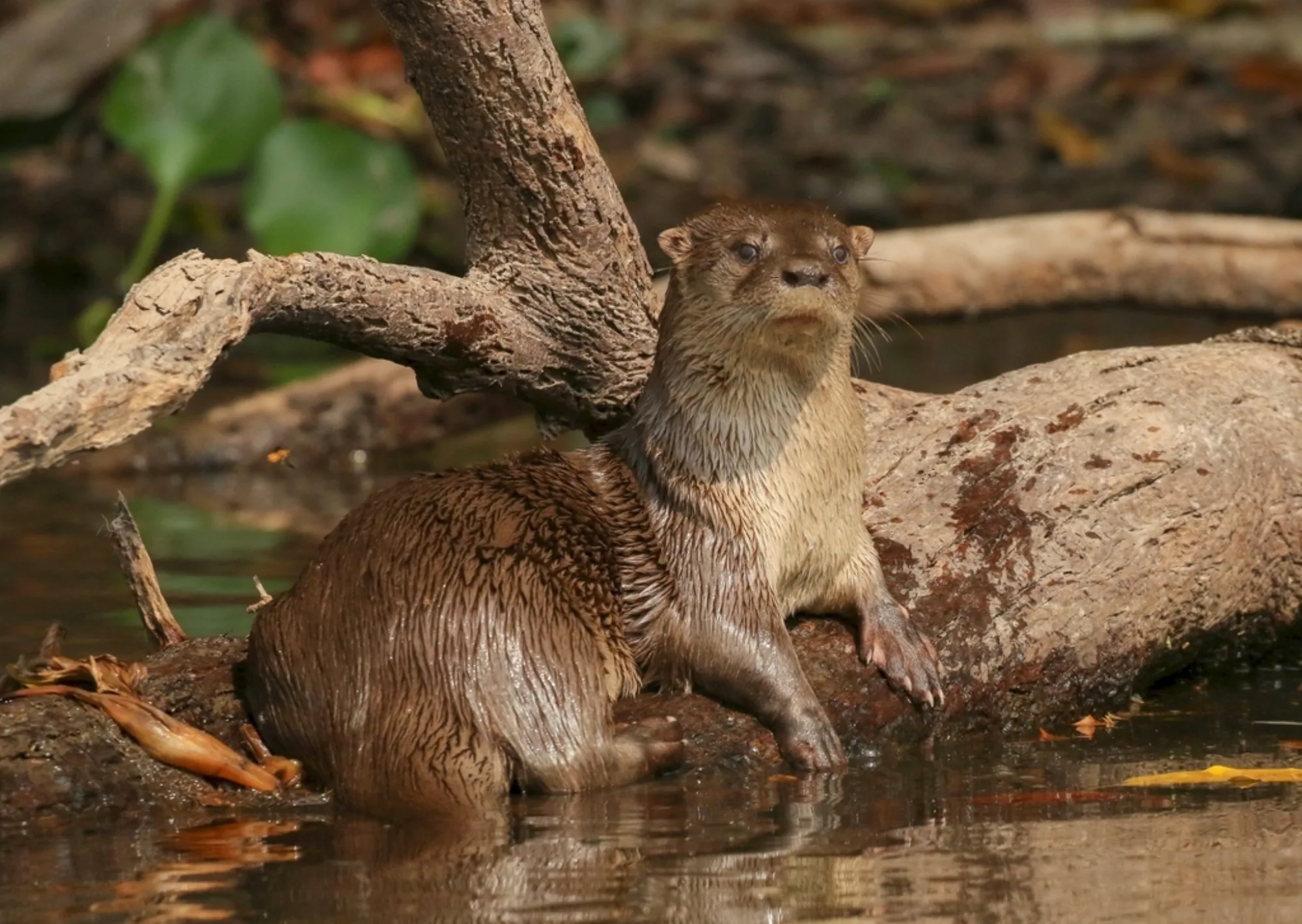 Neotropical Otter
