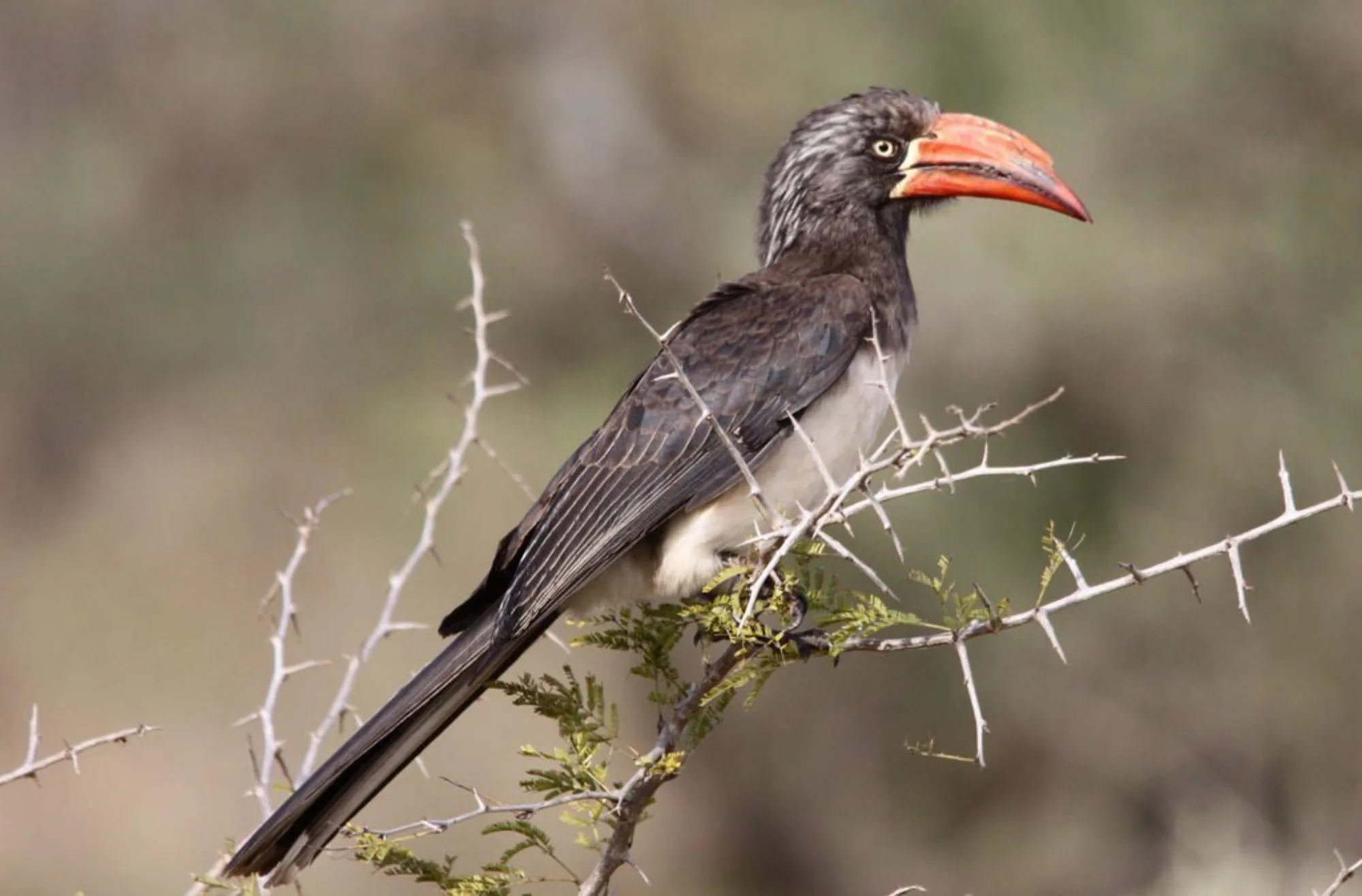 Crowned Hornbill