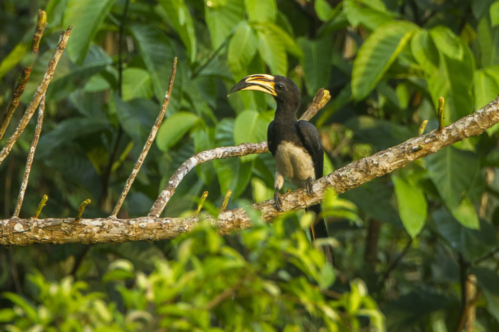African Pied Hornbill