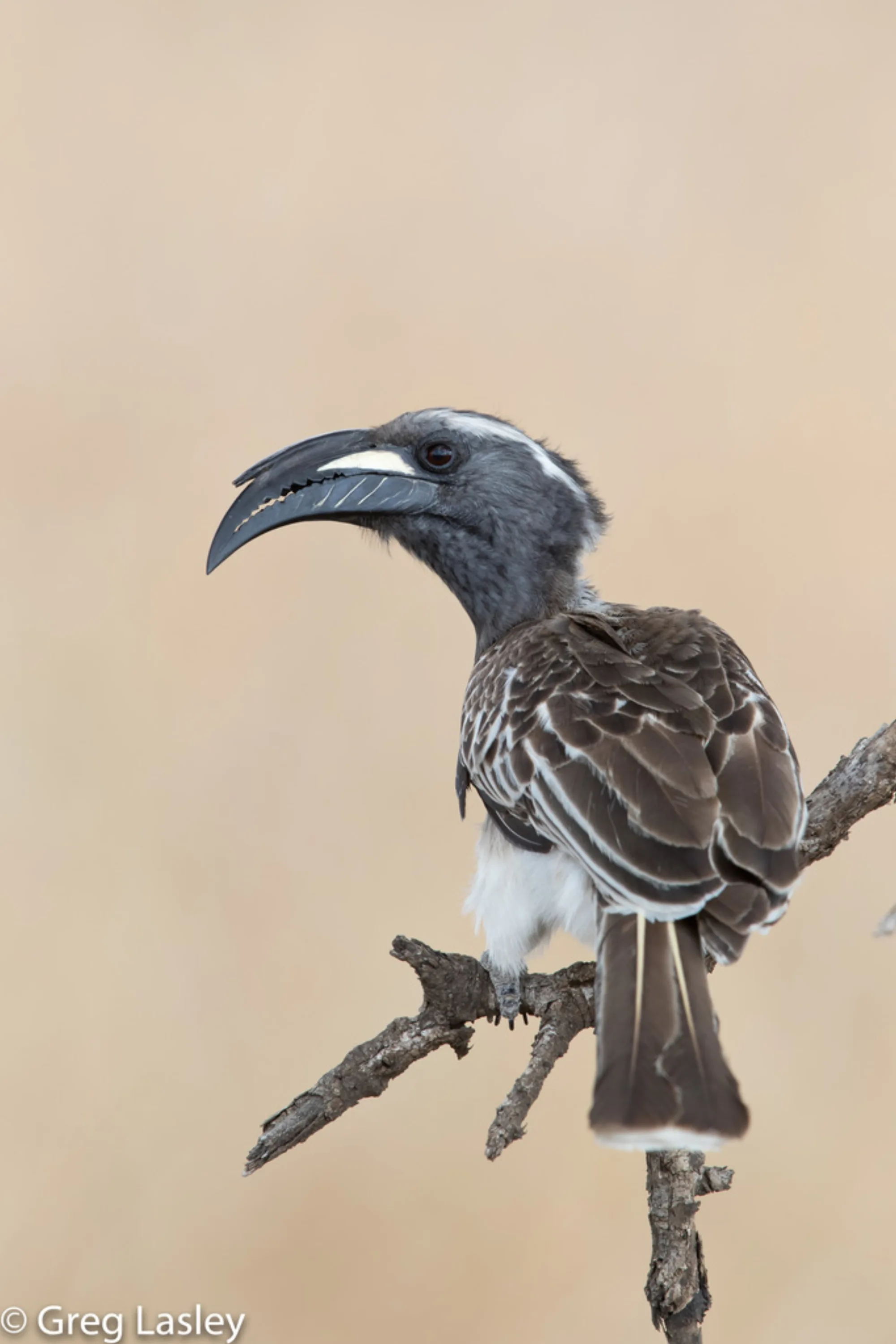 African Grey Hornbill