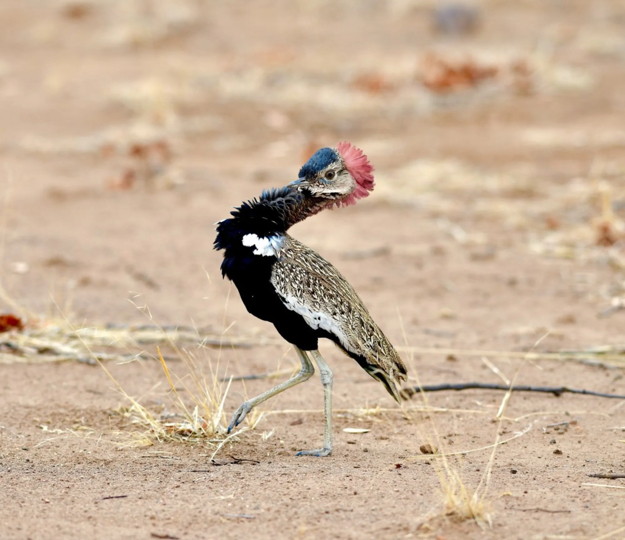 Red-crested Korhaan