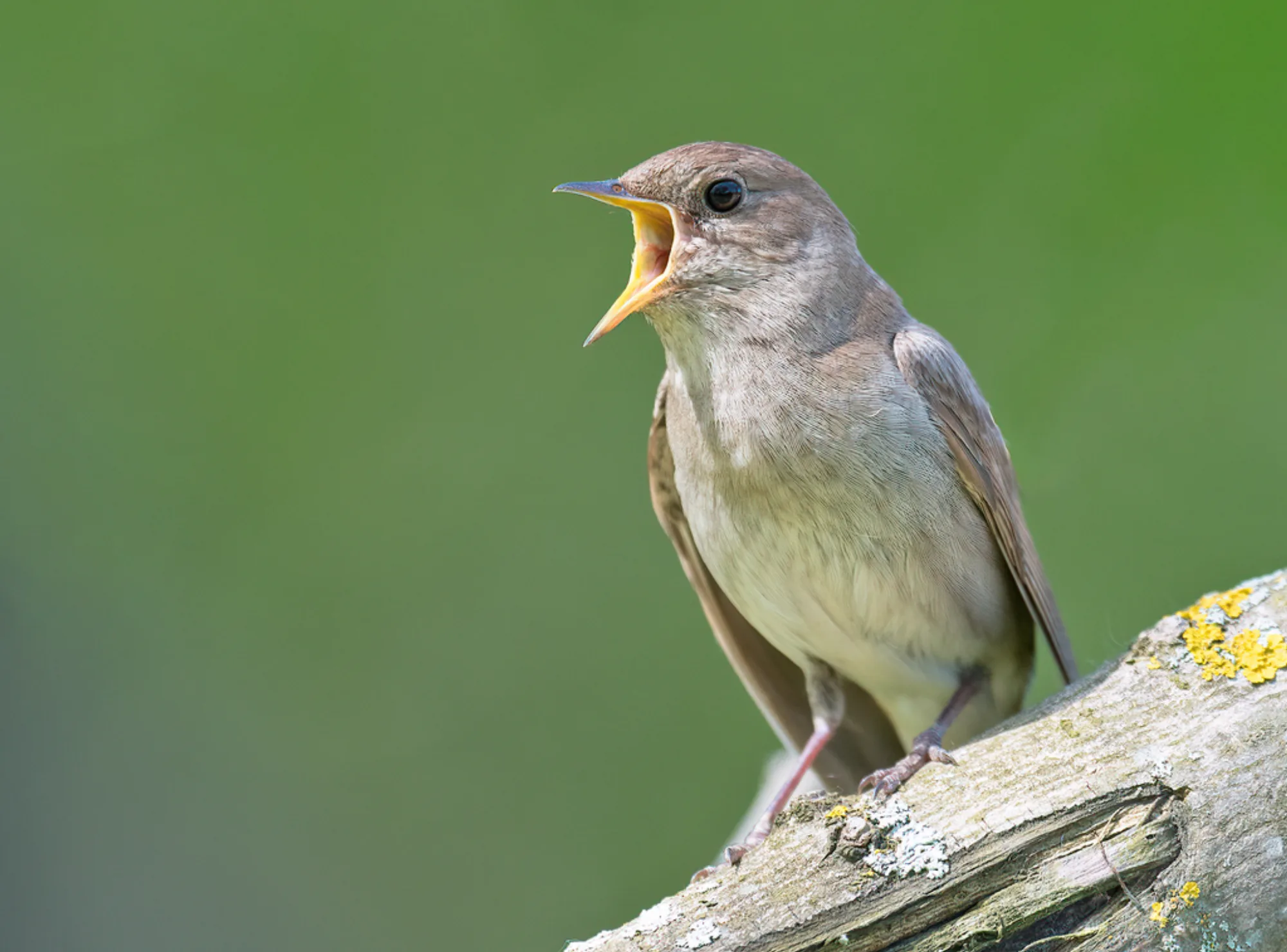 Thrush Nightingale
