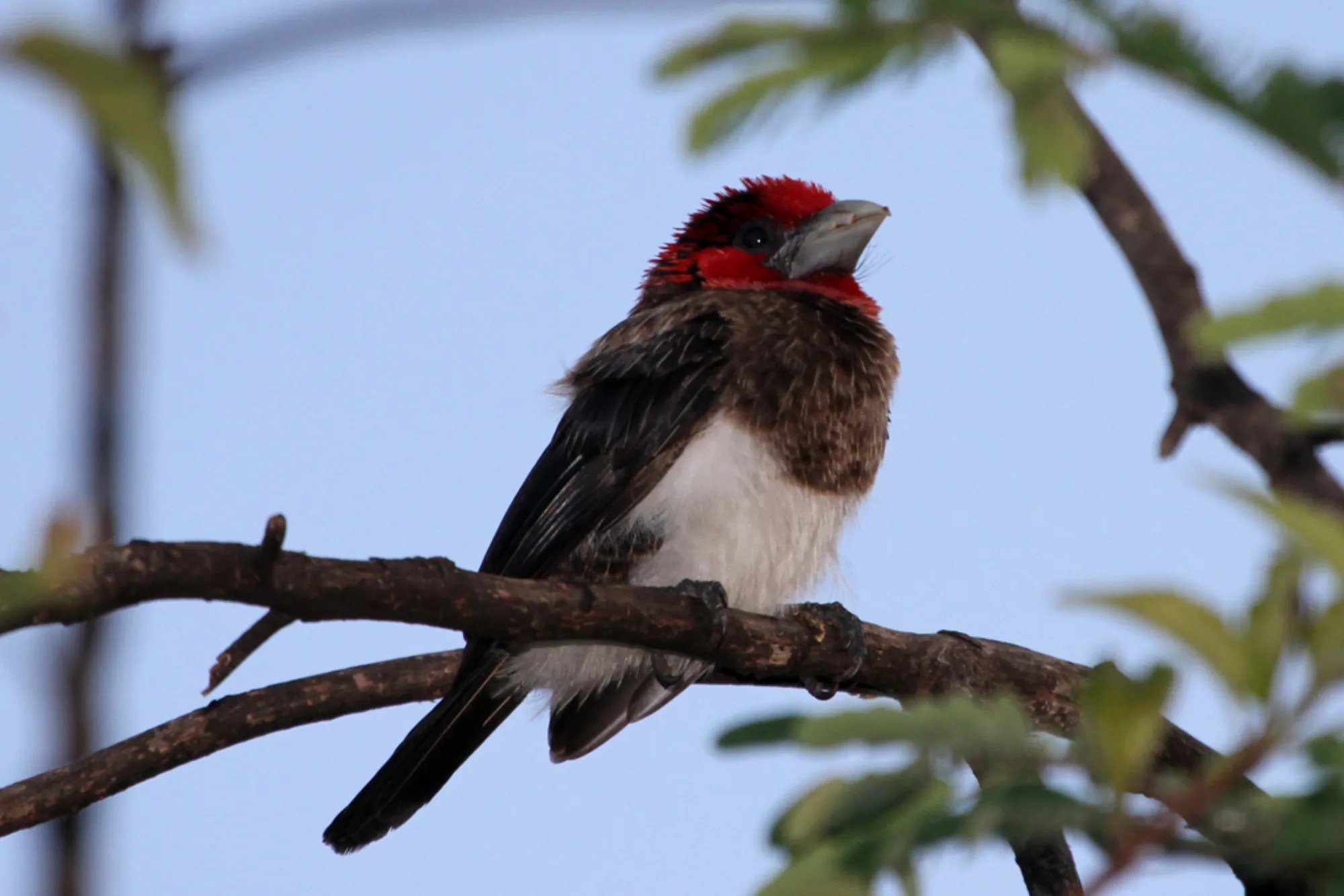 Brown-breasted Barbet