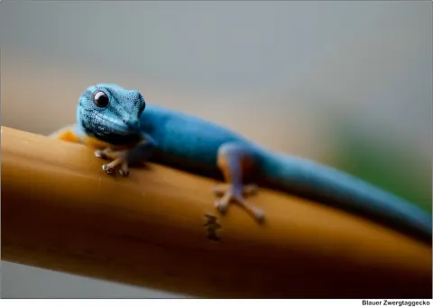 Turquoise Dwarf Gecko