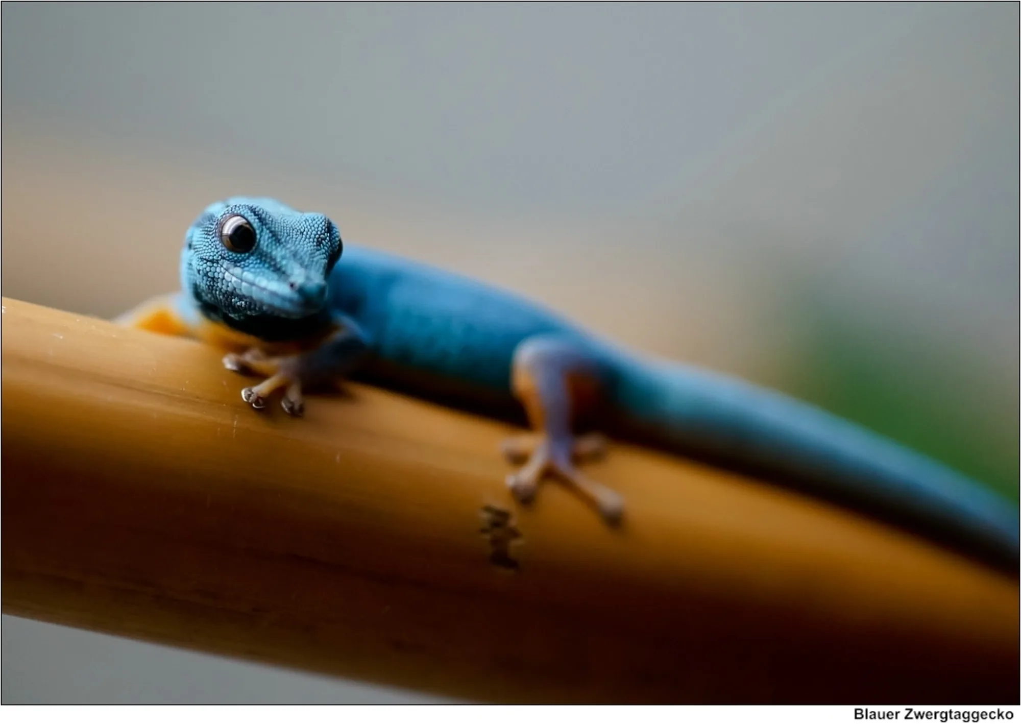 Turquoise Dwarf Gecko