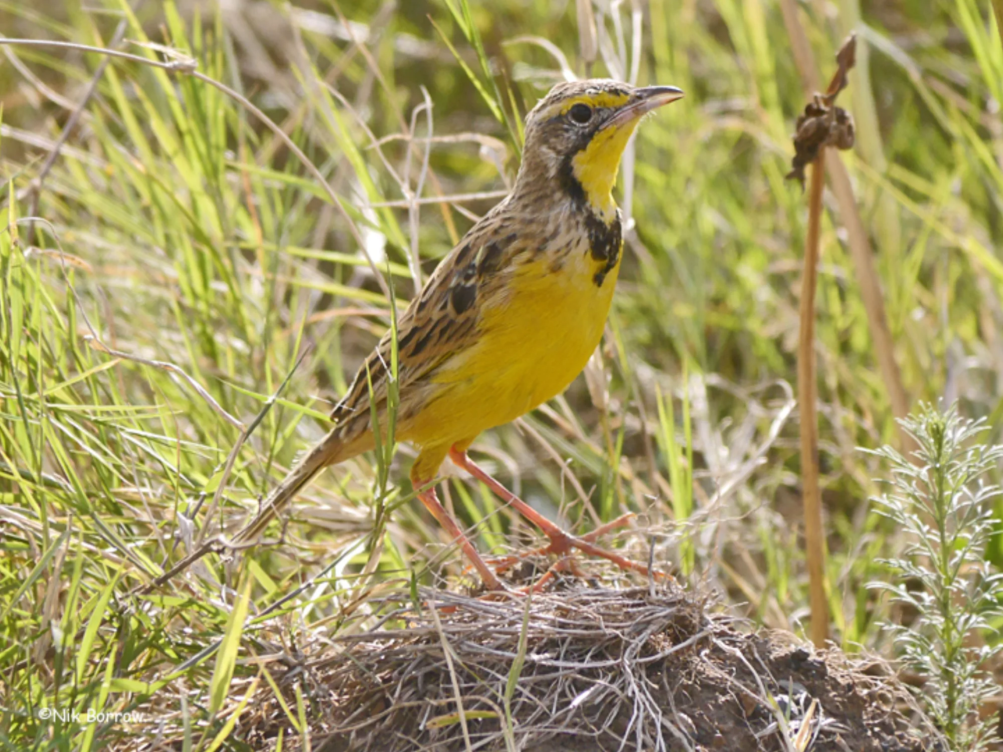 Yellow-throated Longclaw